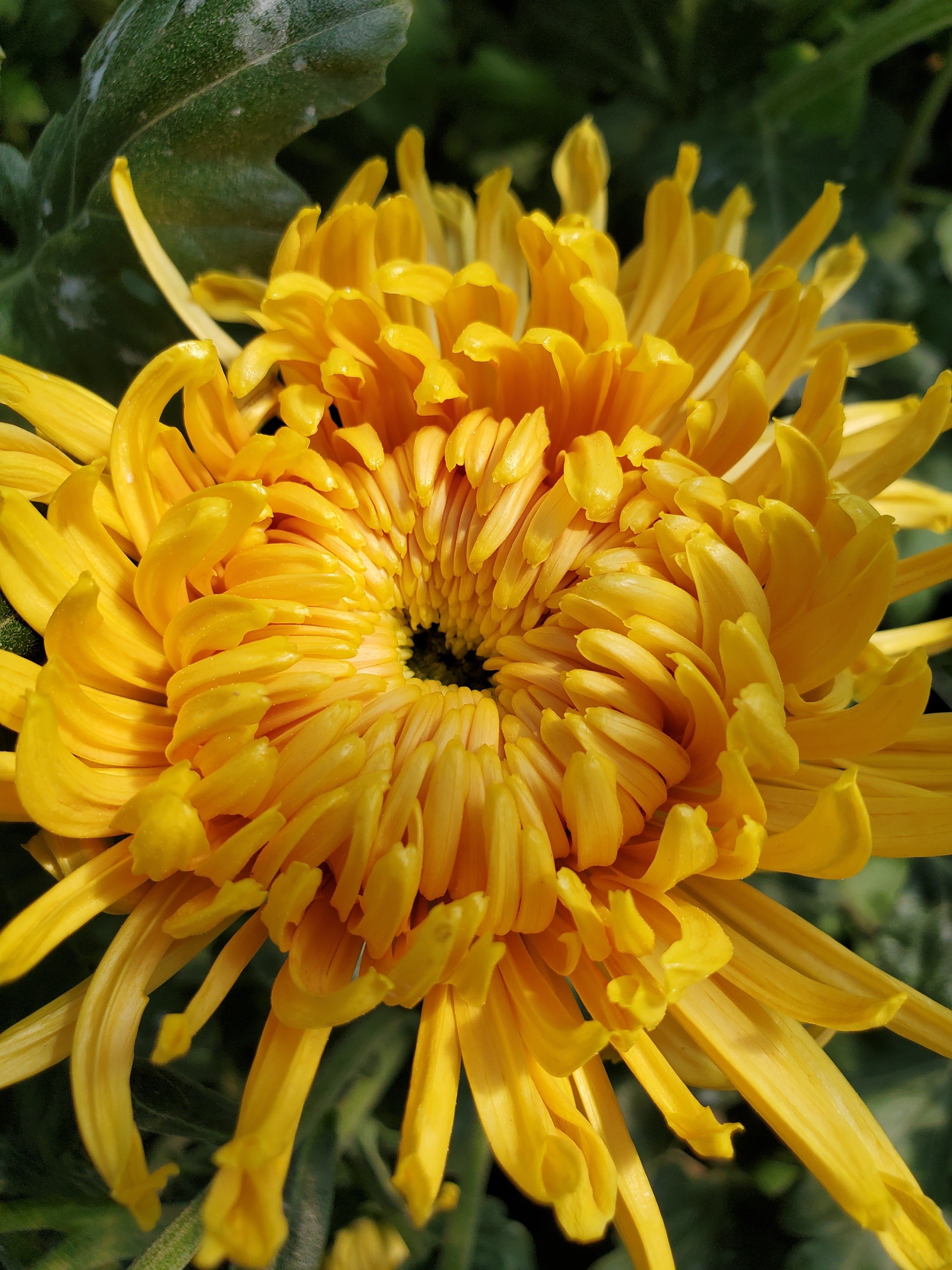 Chrysanthemum