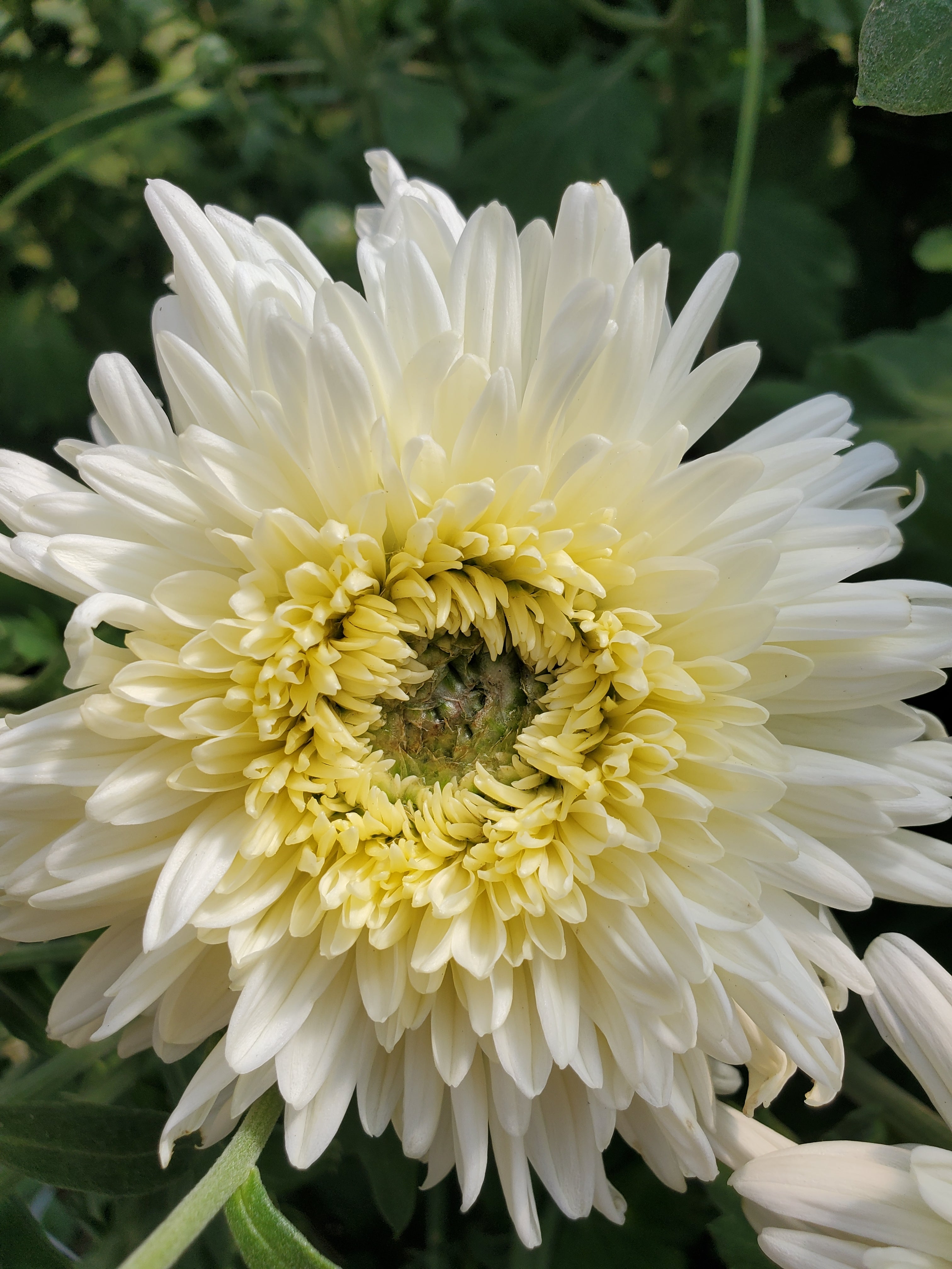 Chrysanthemum