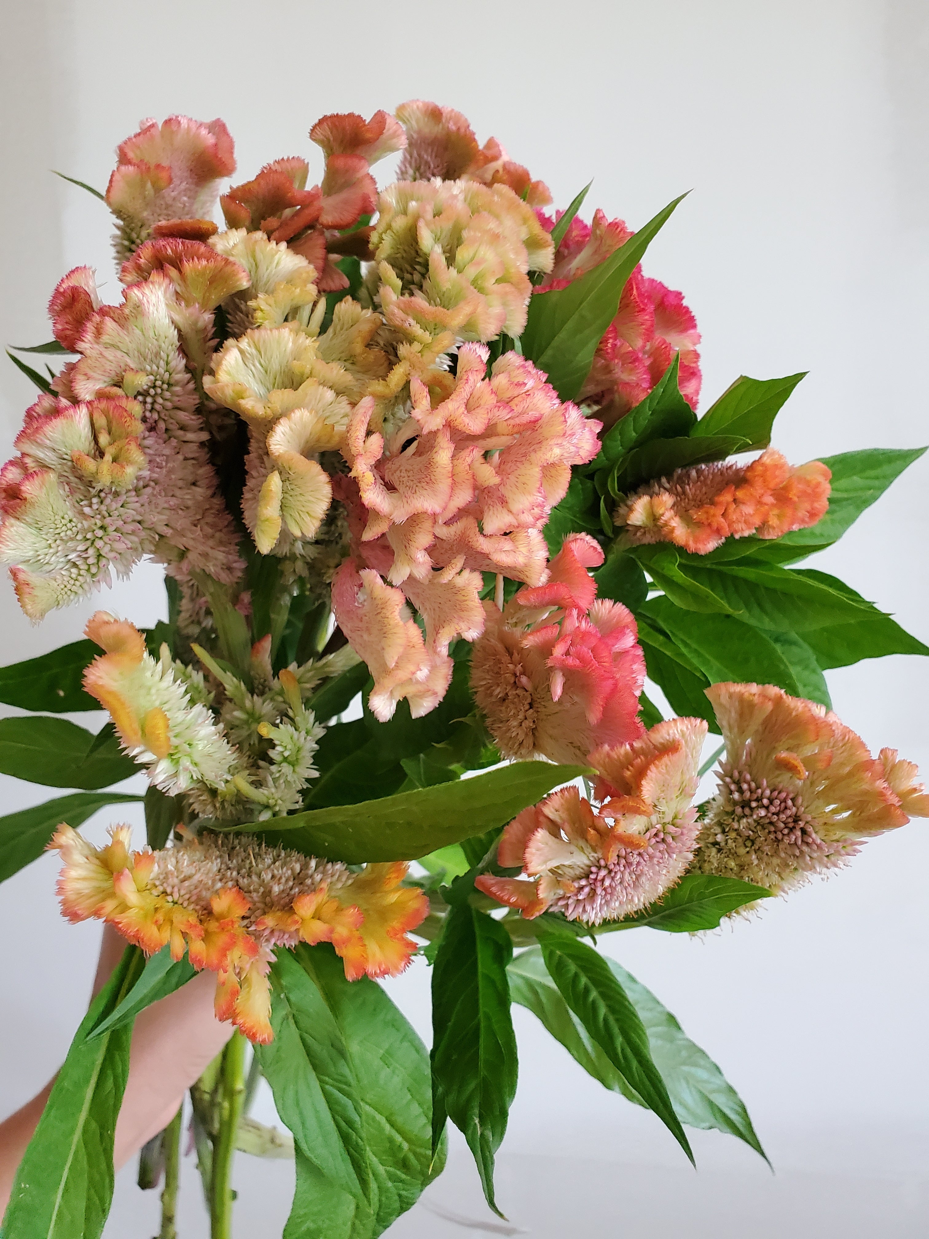 Coxcomb- Fan Forms