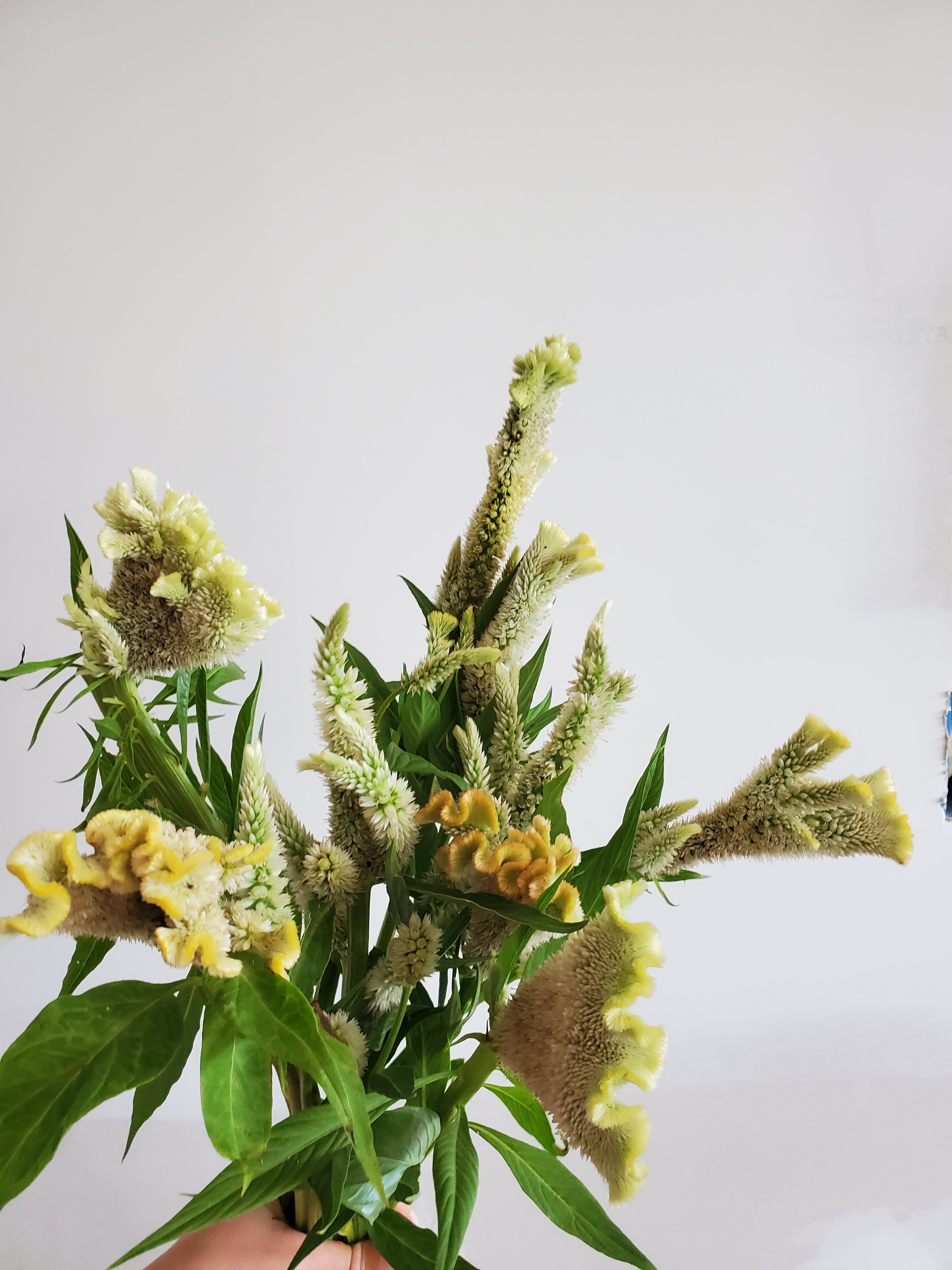 Coxcomb- Fan Forms