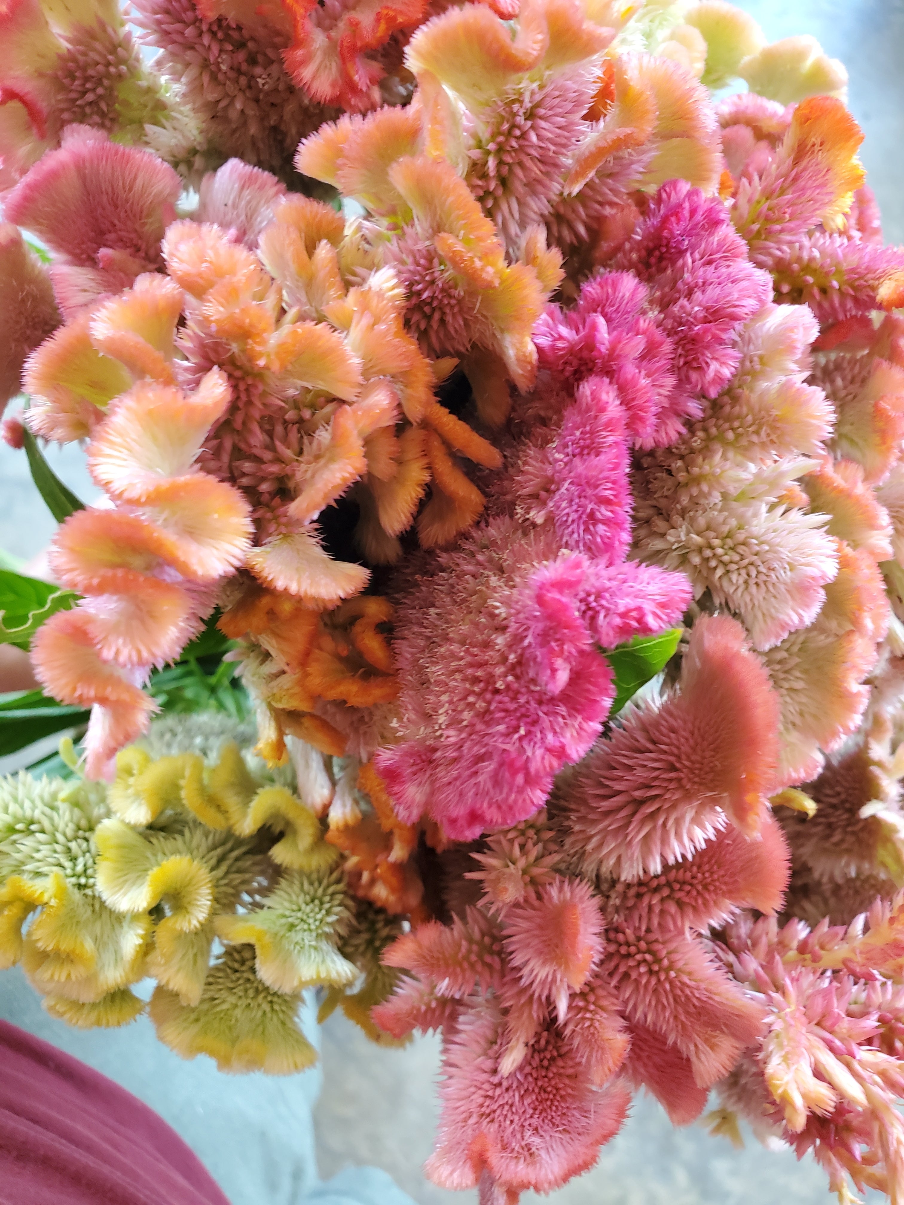 Coxcomb- Fan Forms