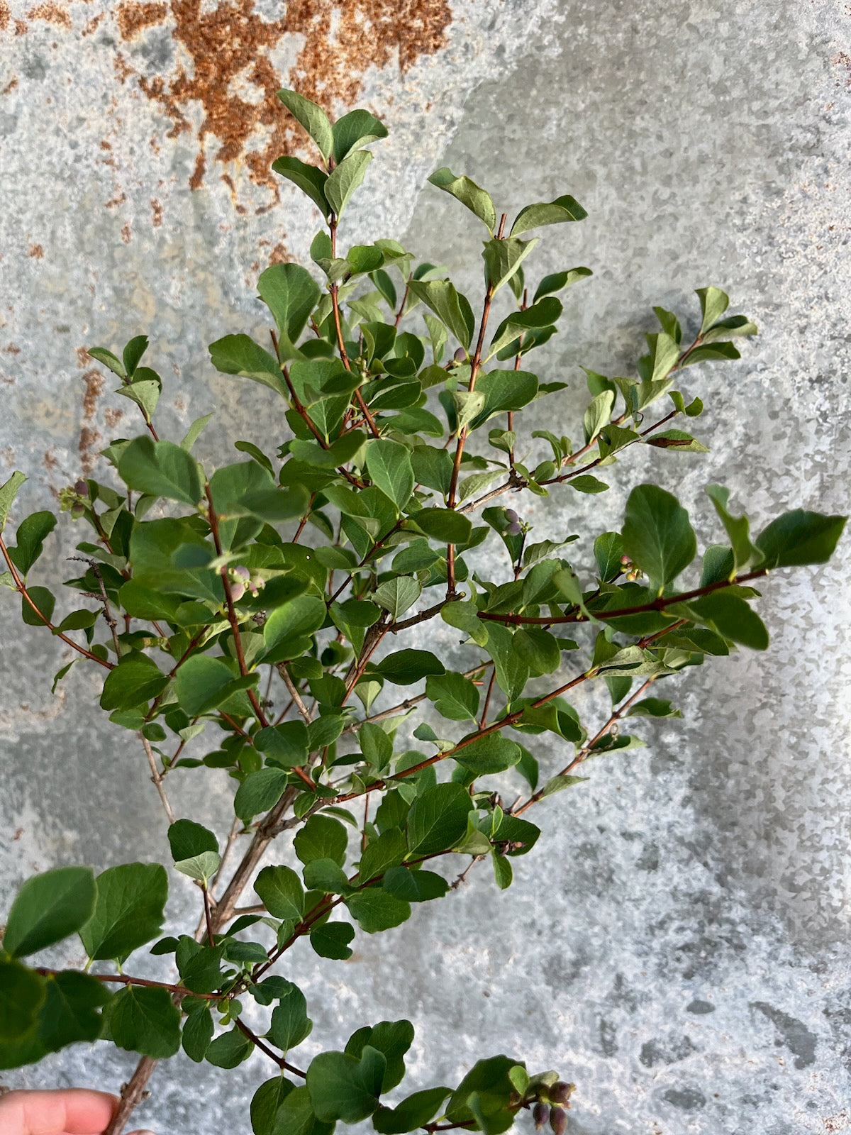 Coralberry Foliage