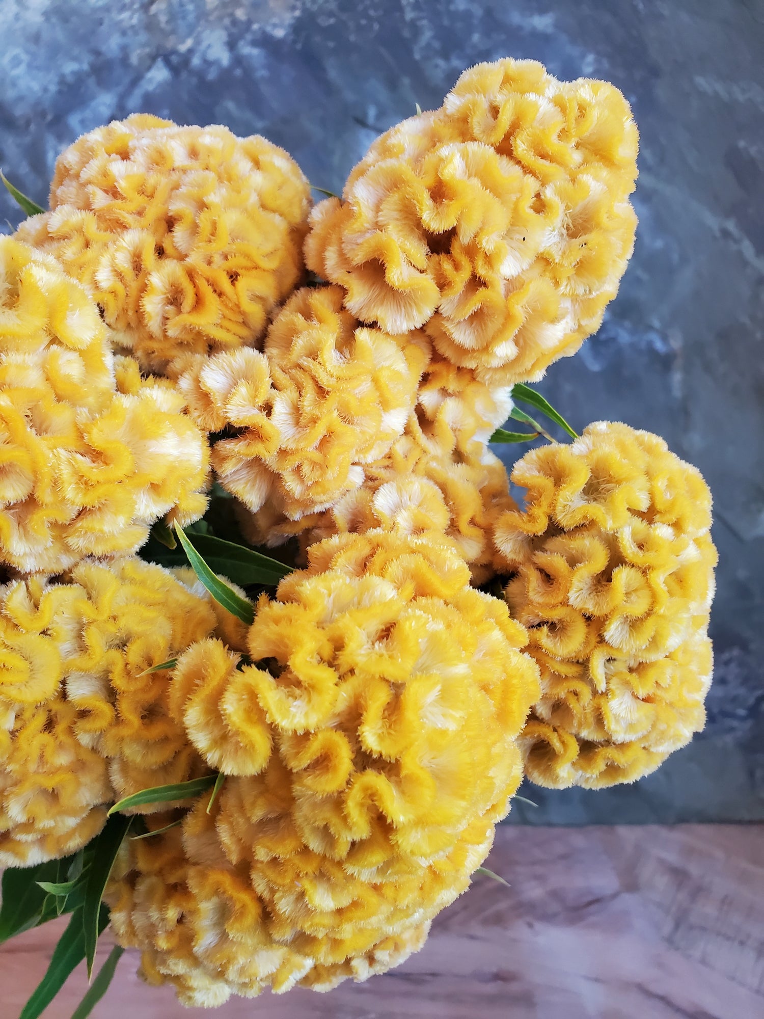 Coxcomb- Traditional Brains