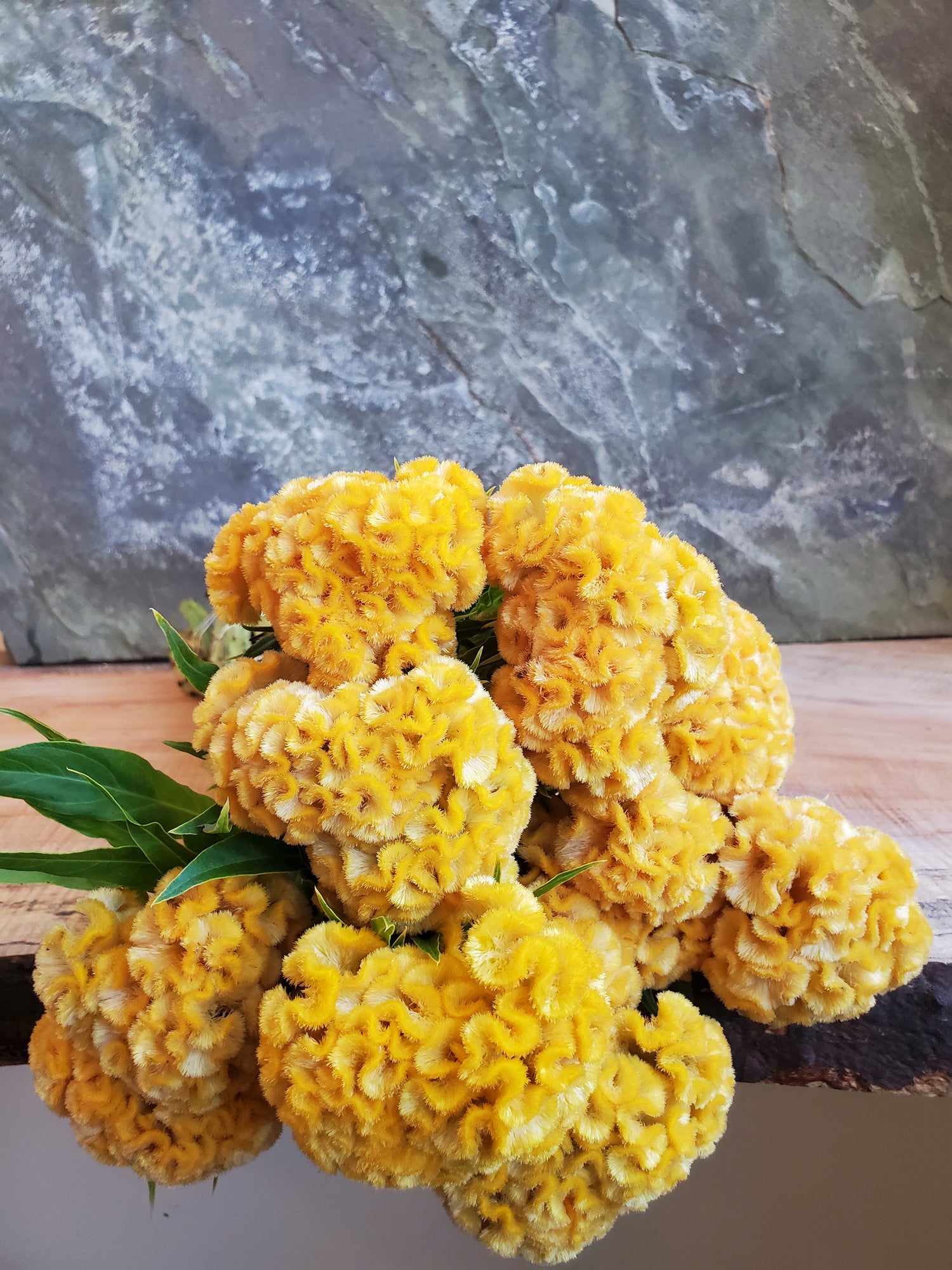 Coxcomb- Traditional Brains