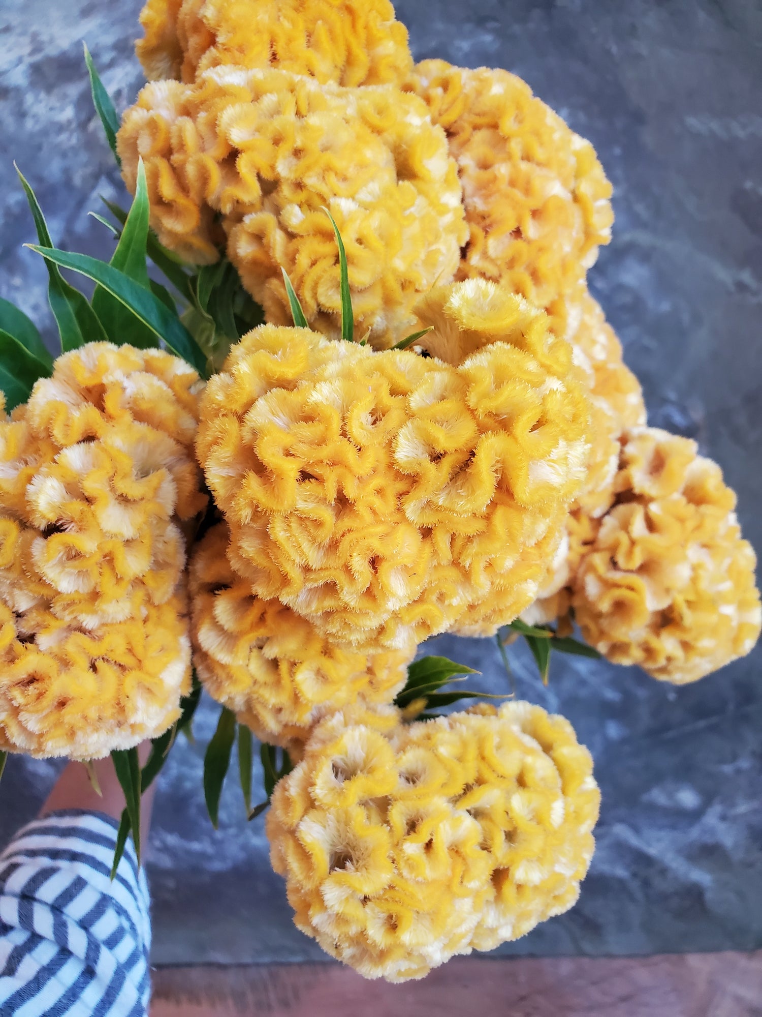 Coxcomb- Traditional Brains