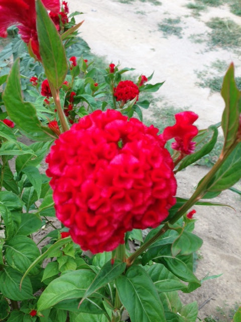 Coxcomb- Traditional Brains