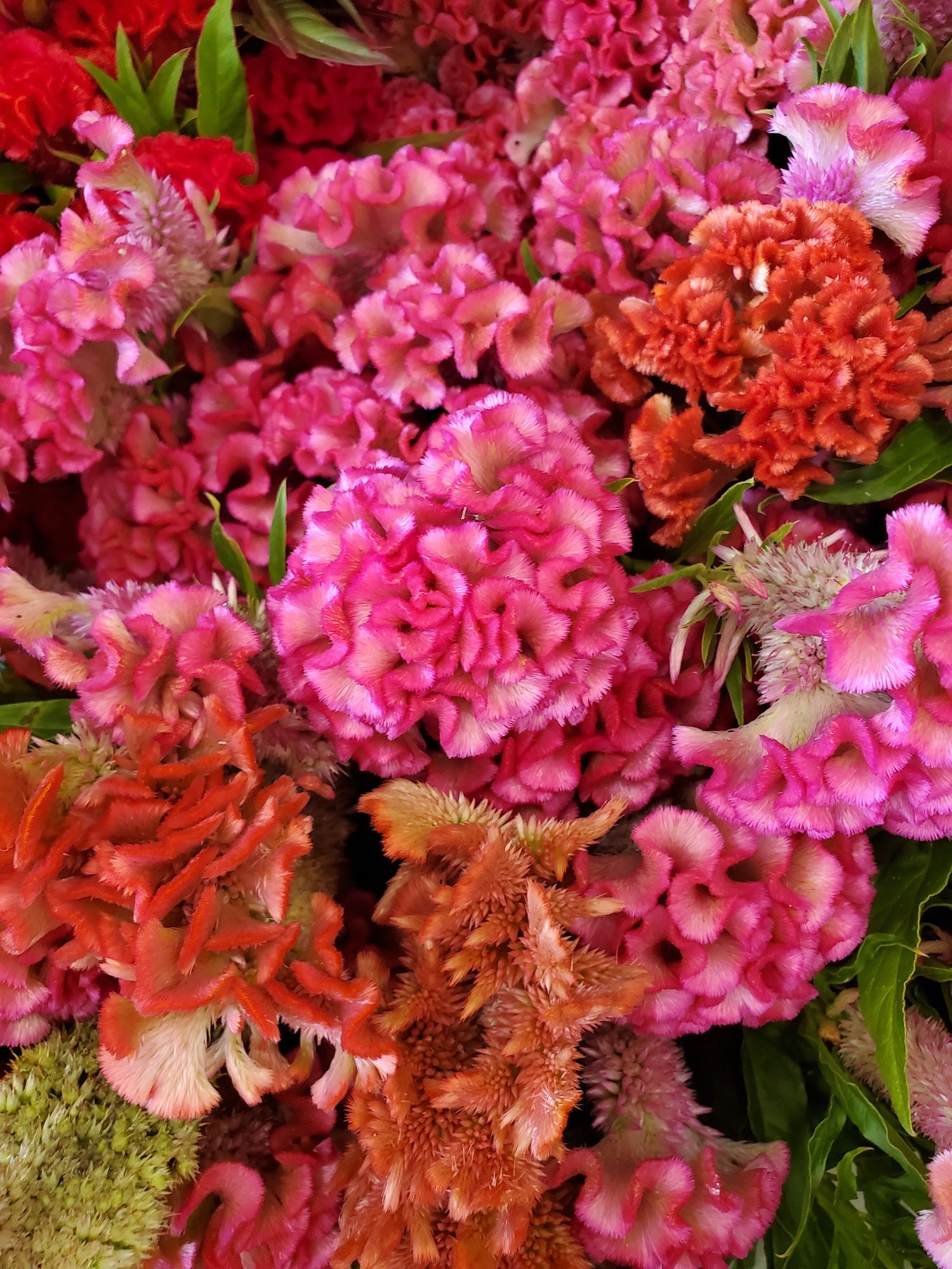 Coxcomb- Traditional Brains