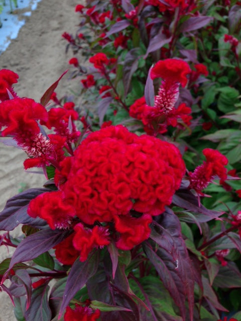 Coxcomb- Traditional Brains