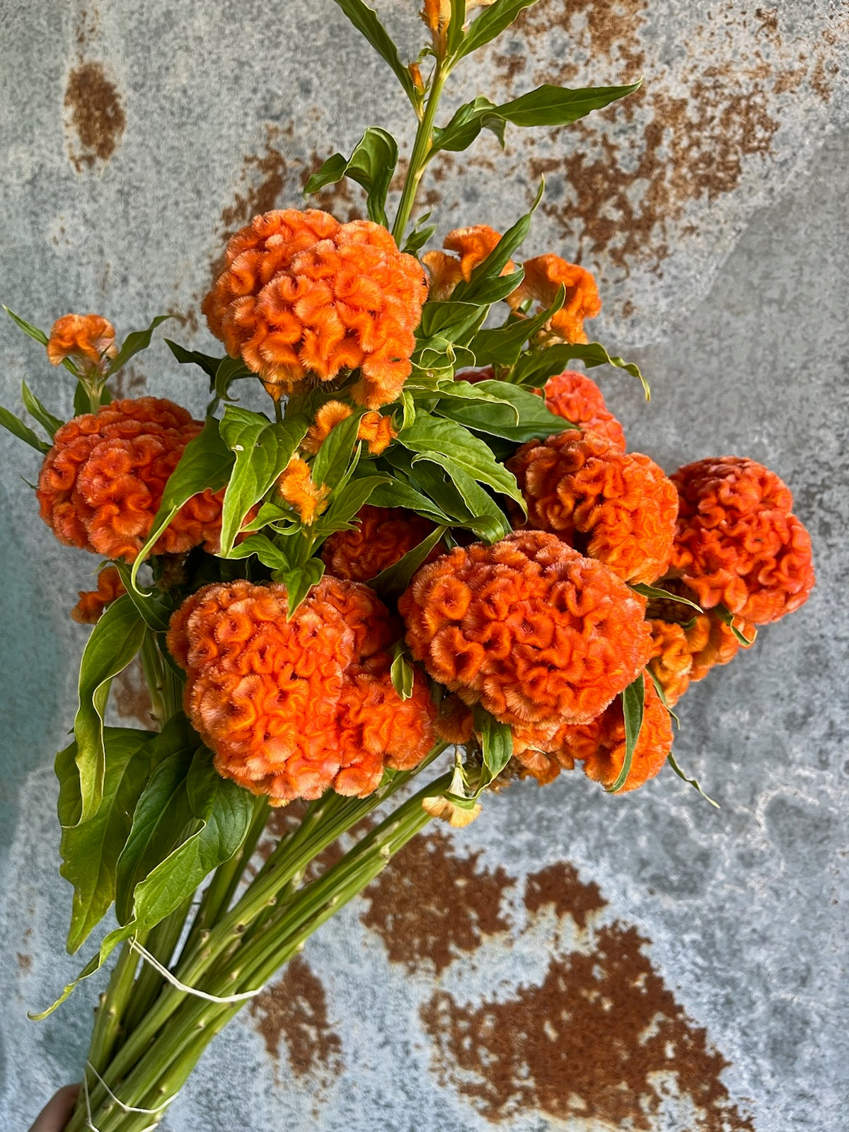 Coxcomb- Traditional Brains