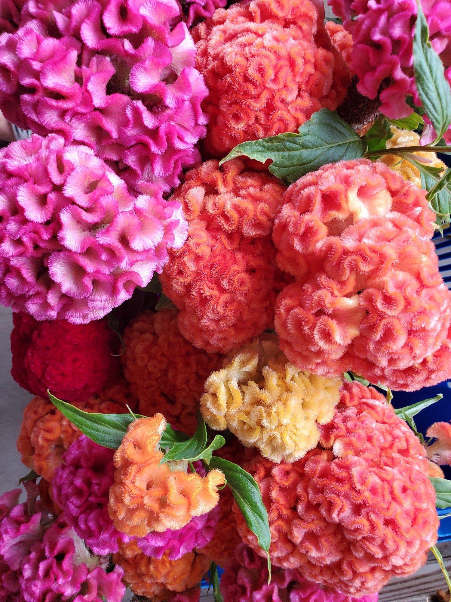 Coxcomb- Traditional Brains