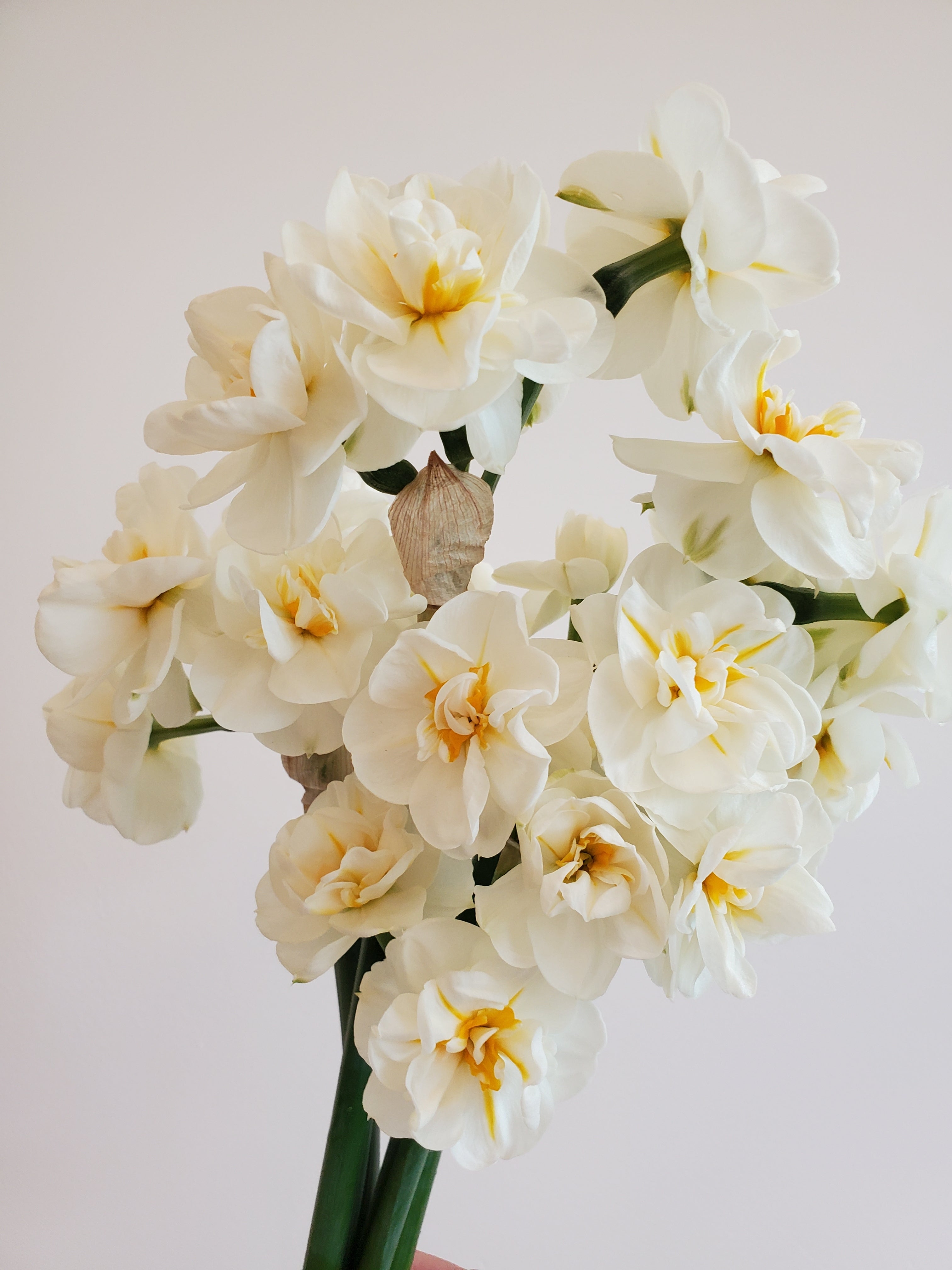 Daffodils/Narcissus- Specialty Mix