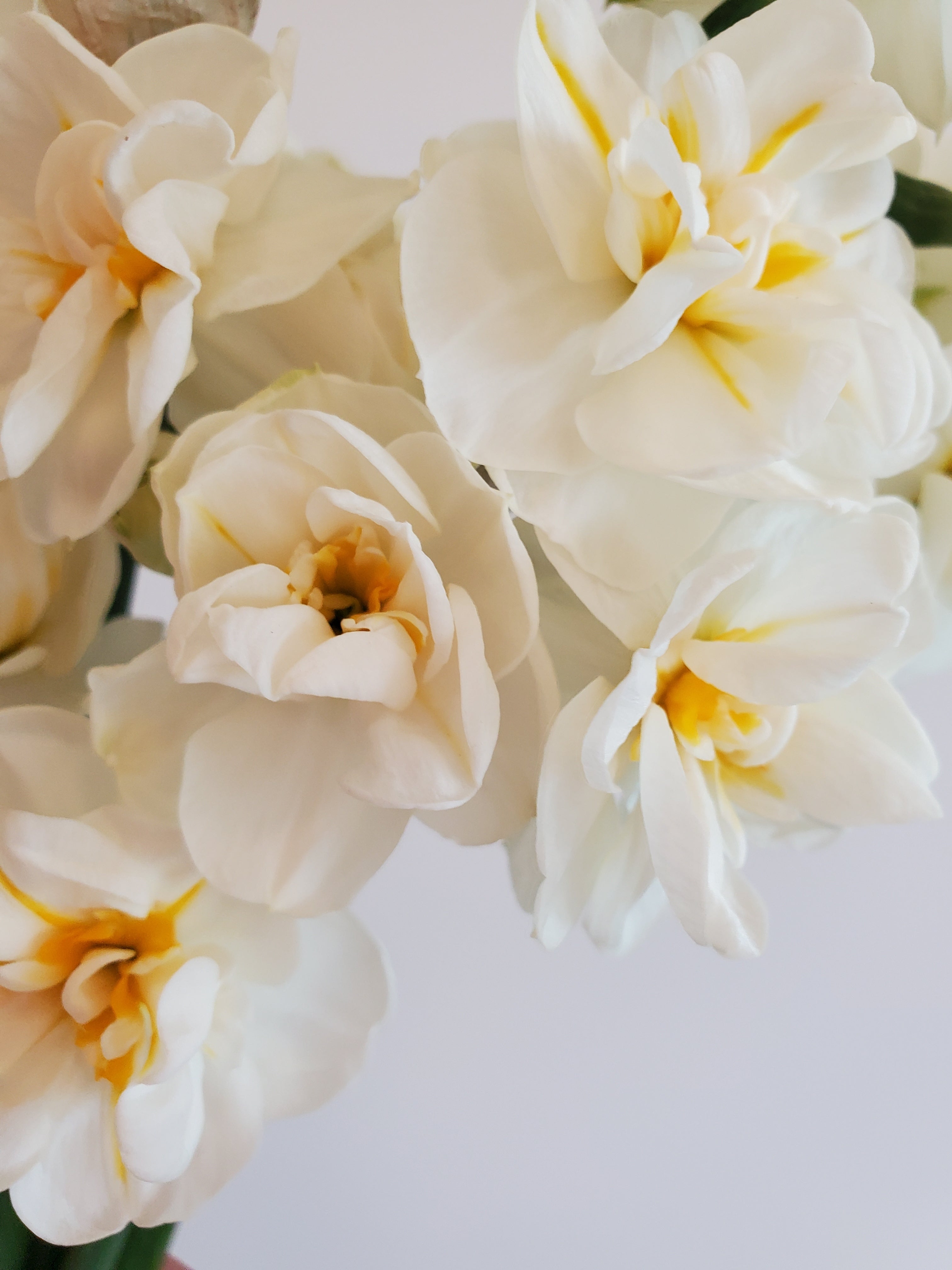 Daffodils/Narcissus- Specialty Mix