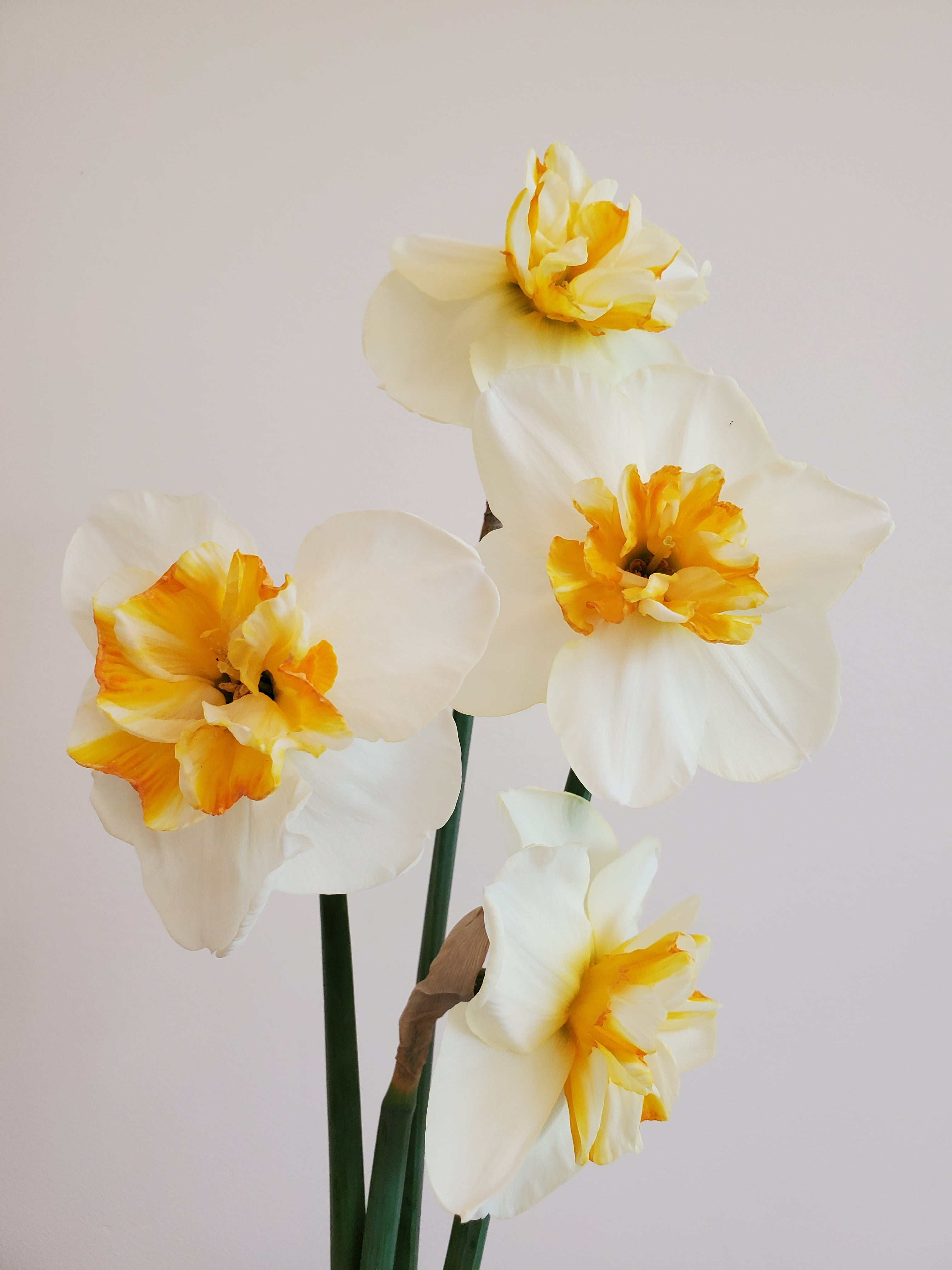 Daffodils/Narcissus- Specialty Mix