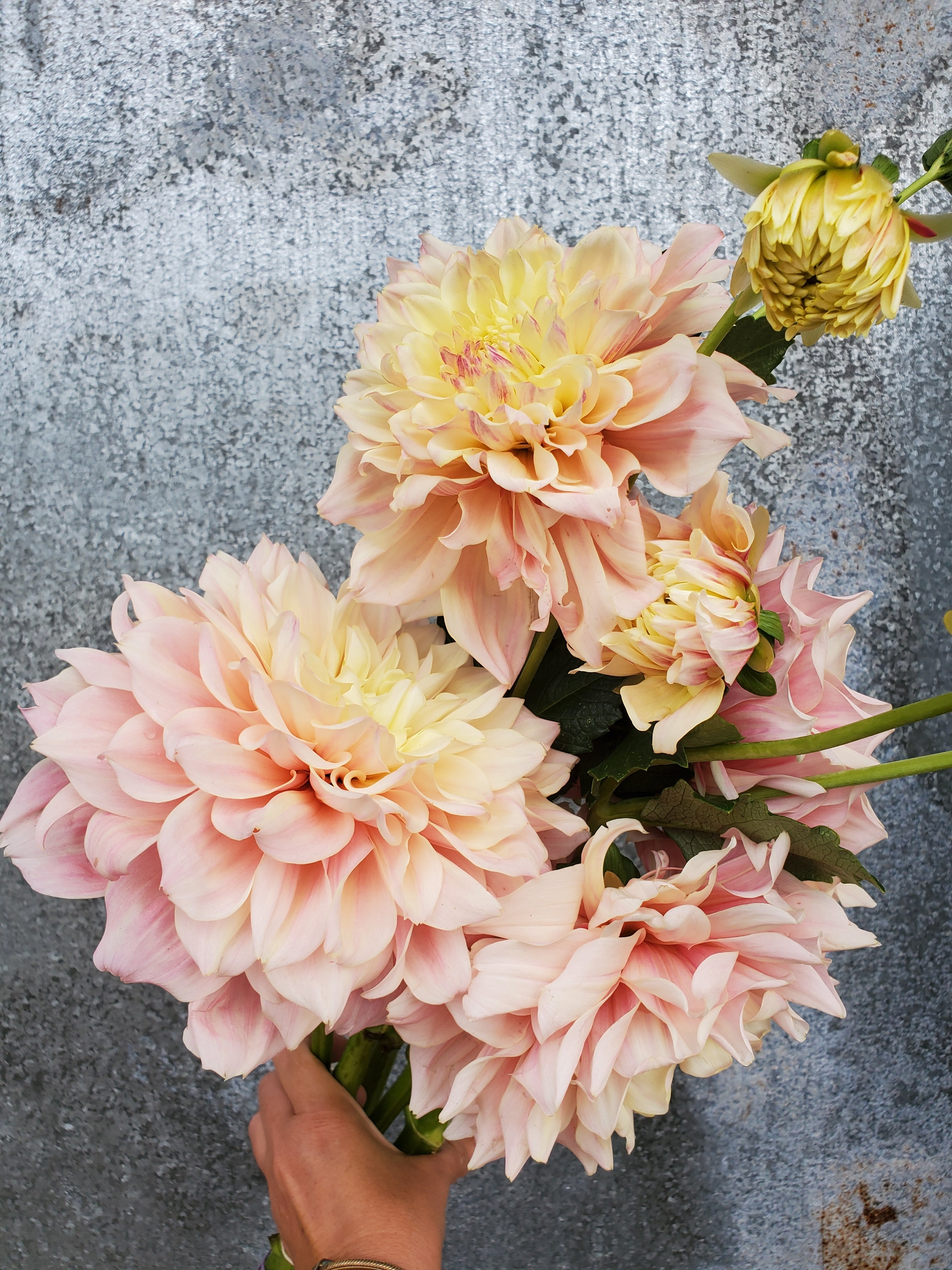 Dahlia