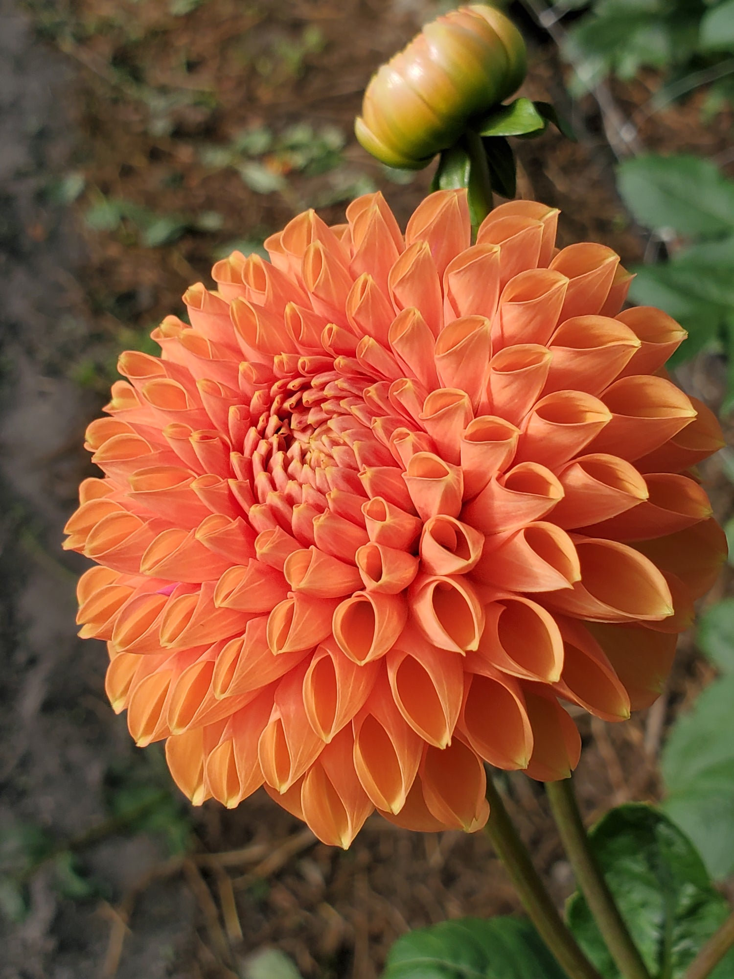 Dahlia