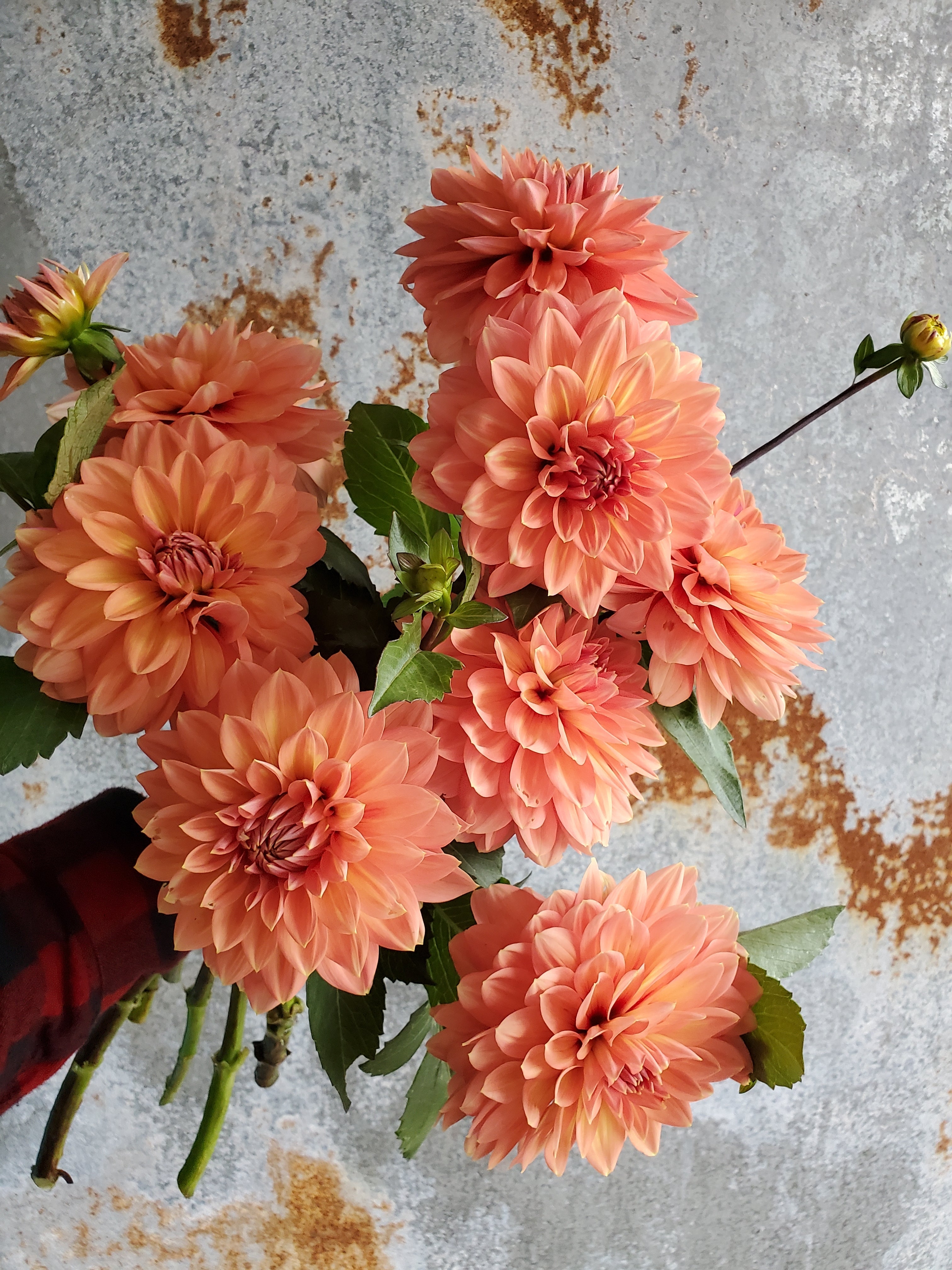 Dahlia