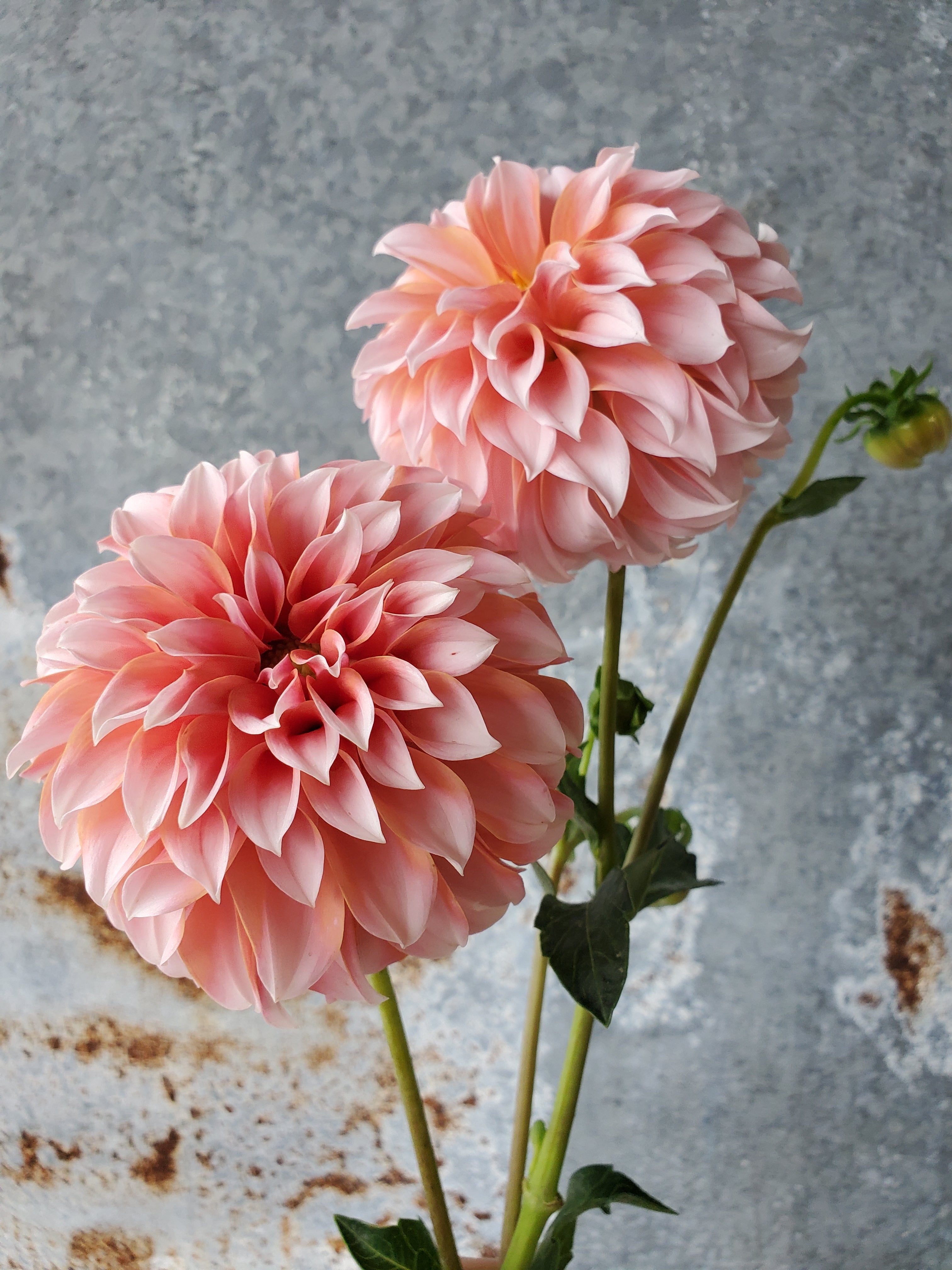 Dahlia