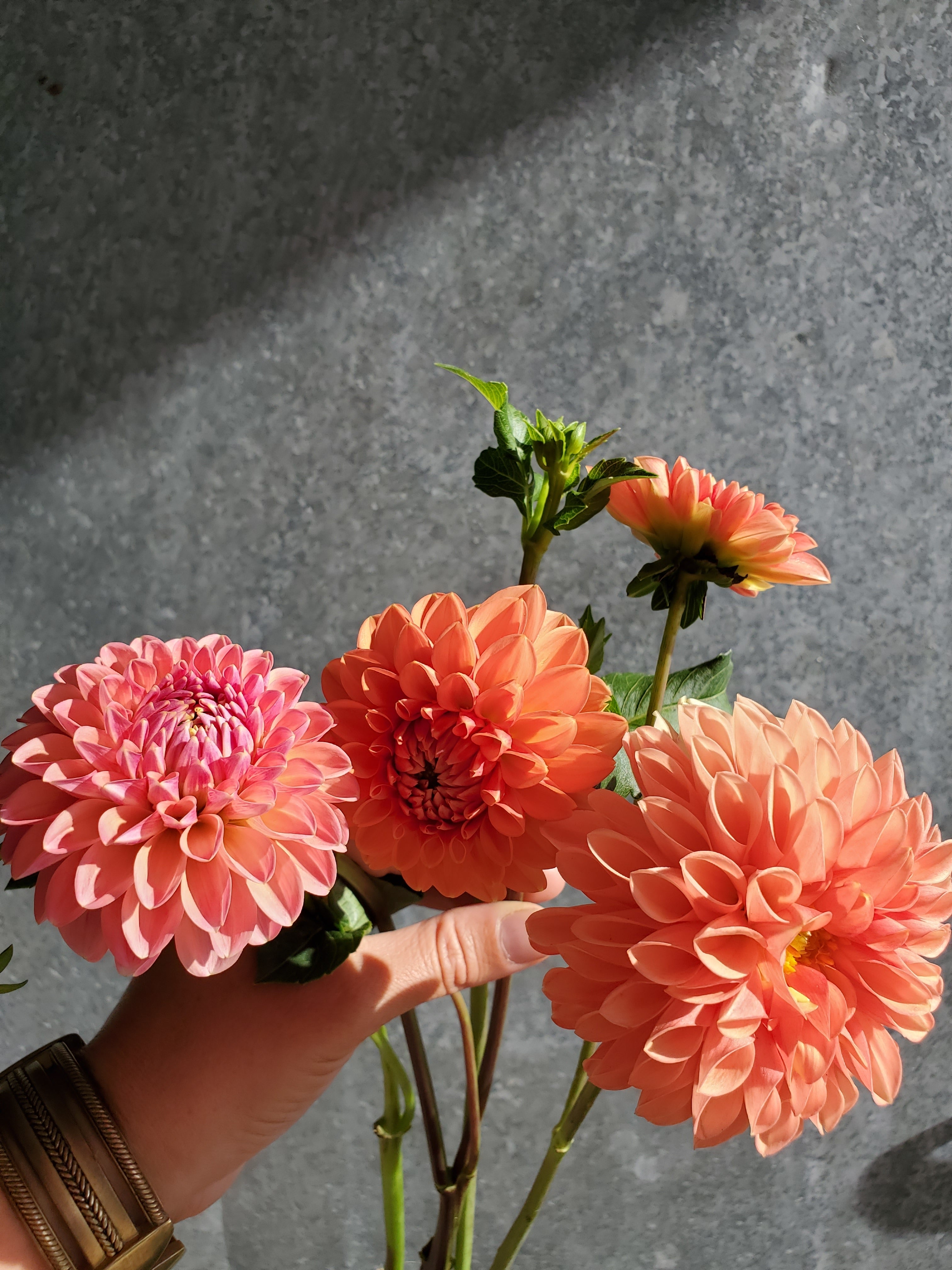 Dahlia