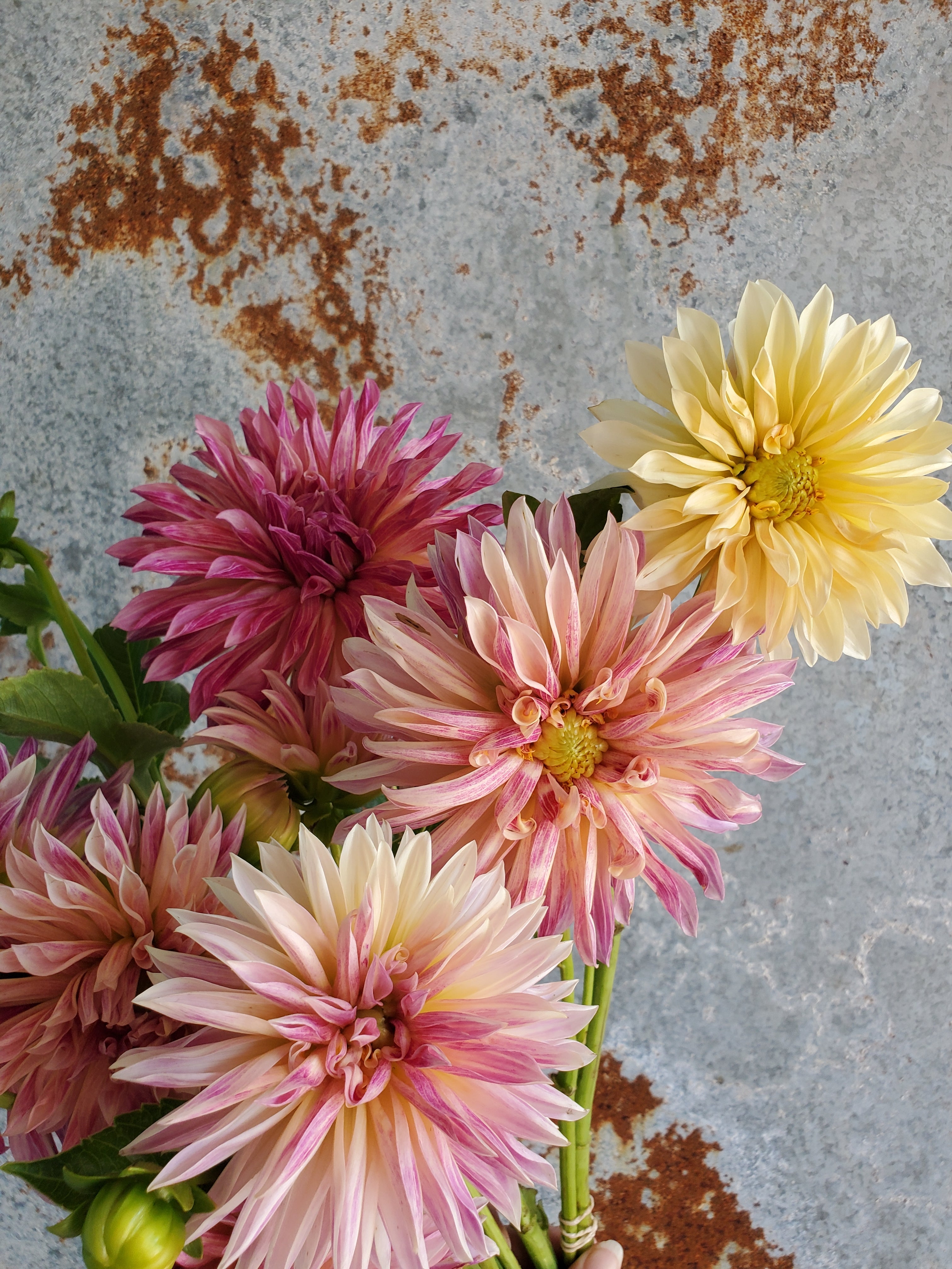 Dahlia