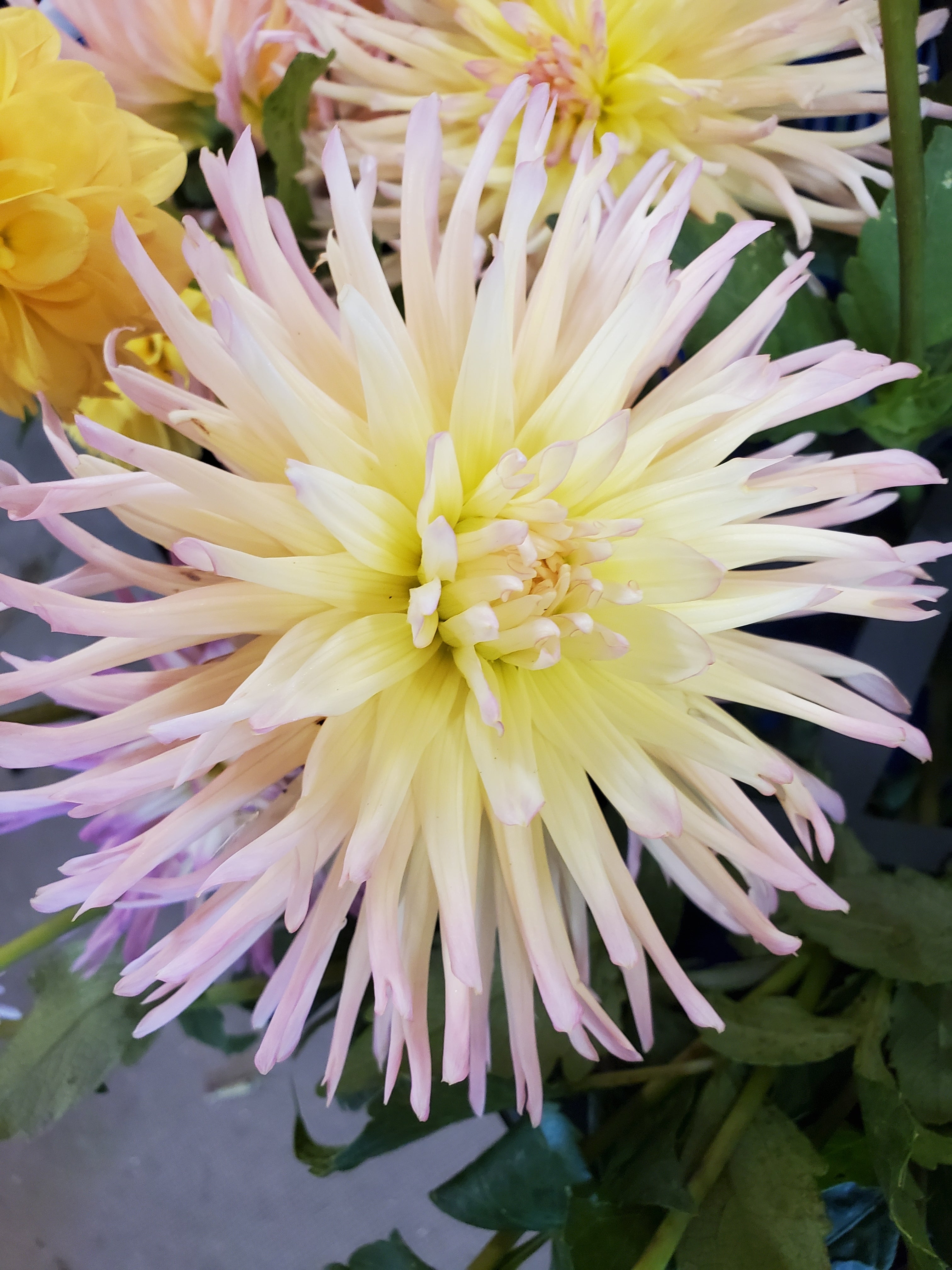Dahlia