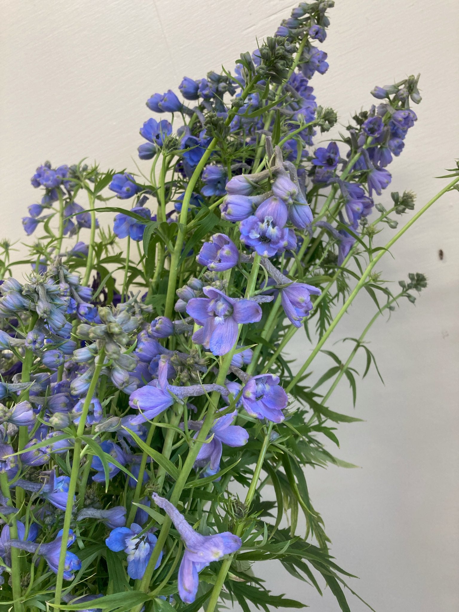 Delphinium