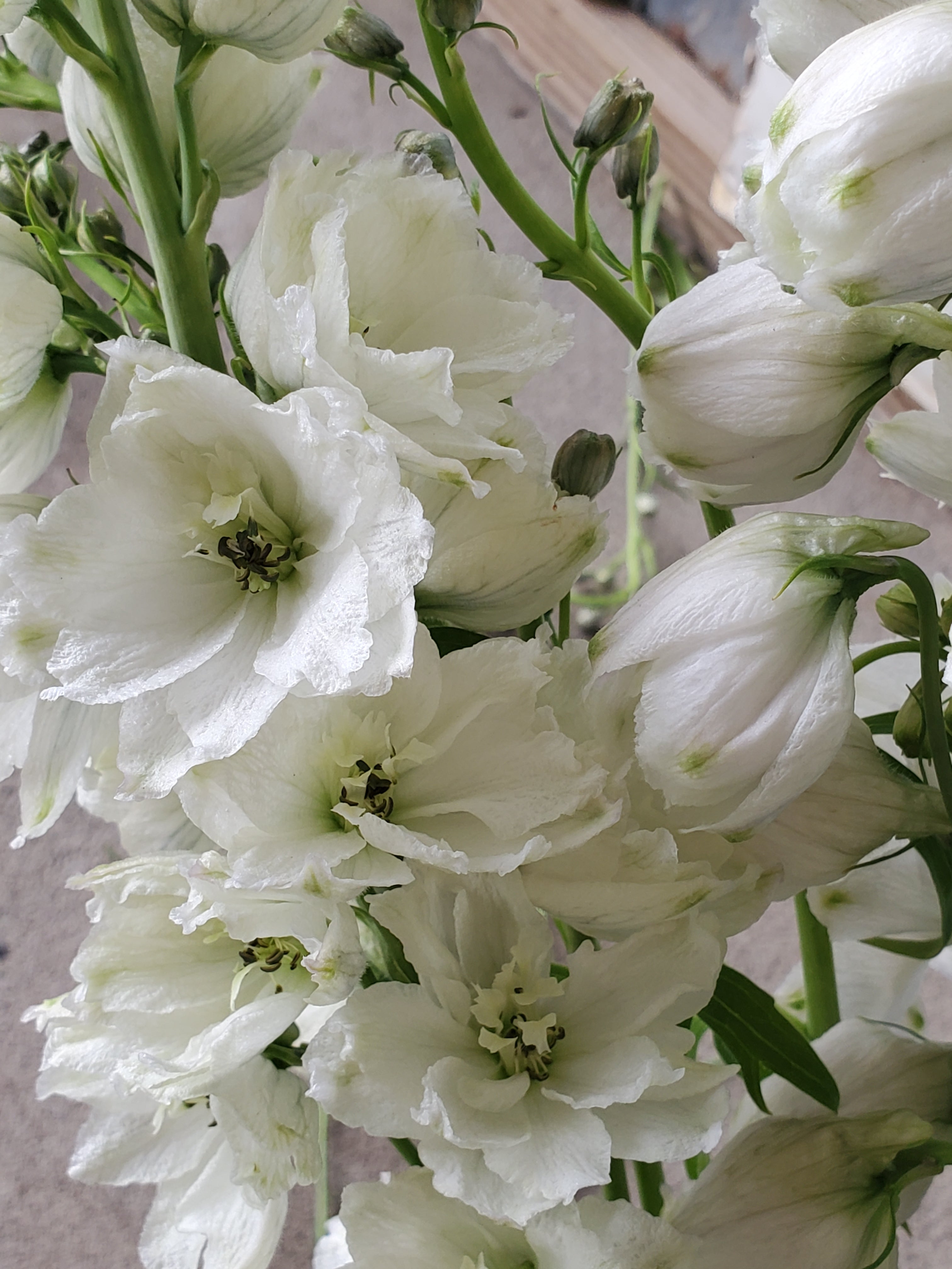 Delphinium