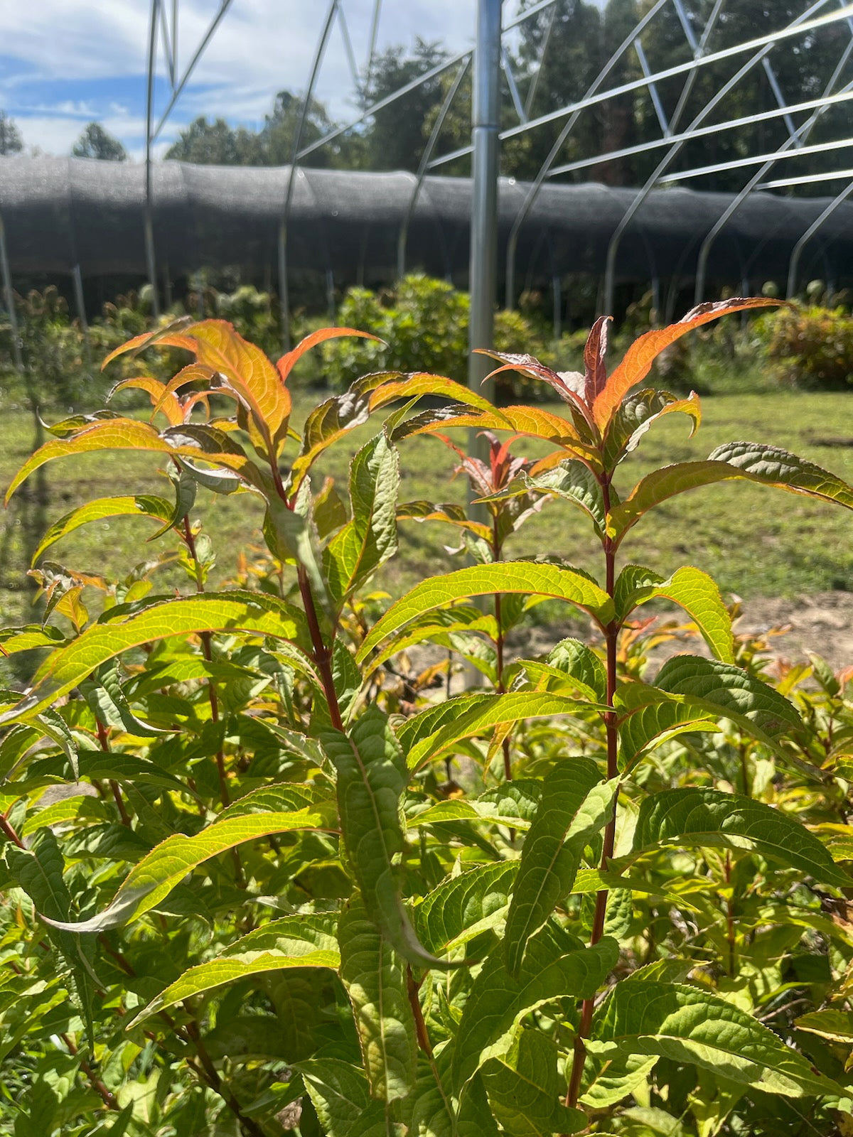 Dieravilla- Foliage