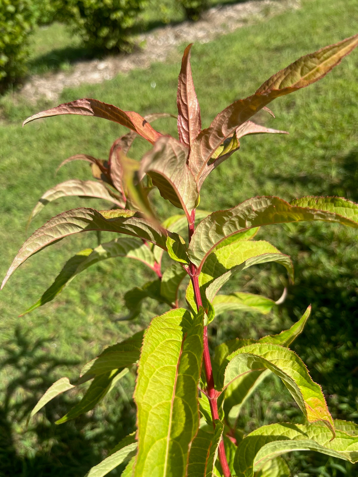 Dieravilla- Foliage