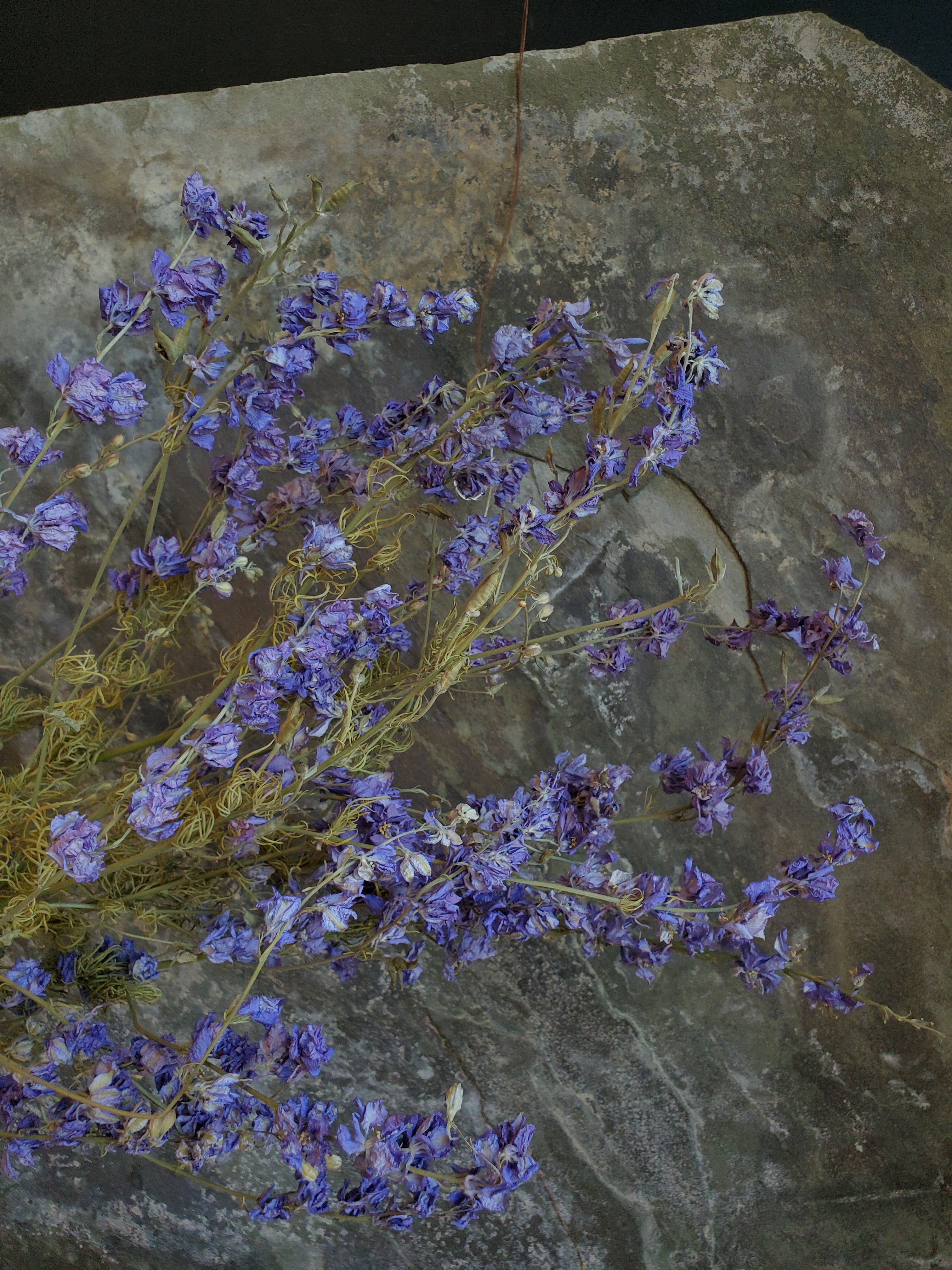 Larkspur- DRIED