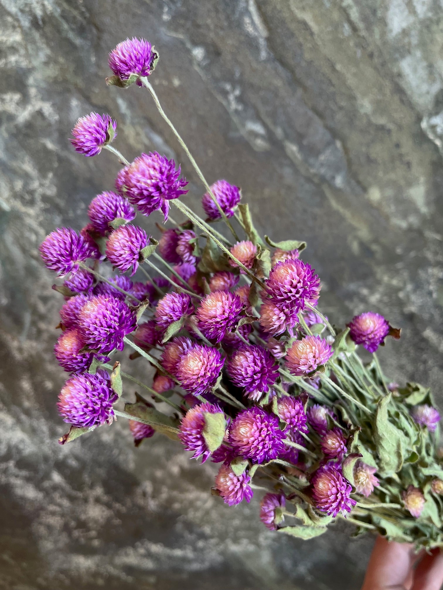Gomphrena - DRIED