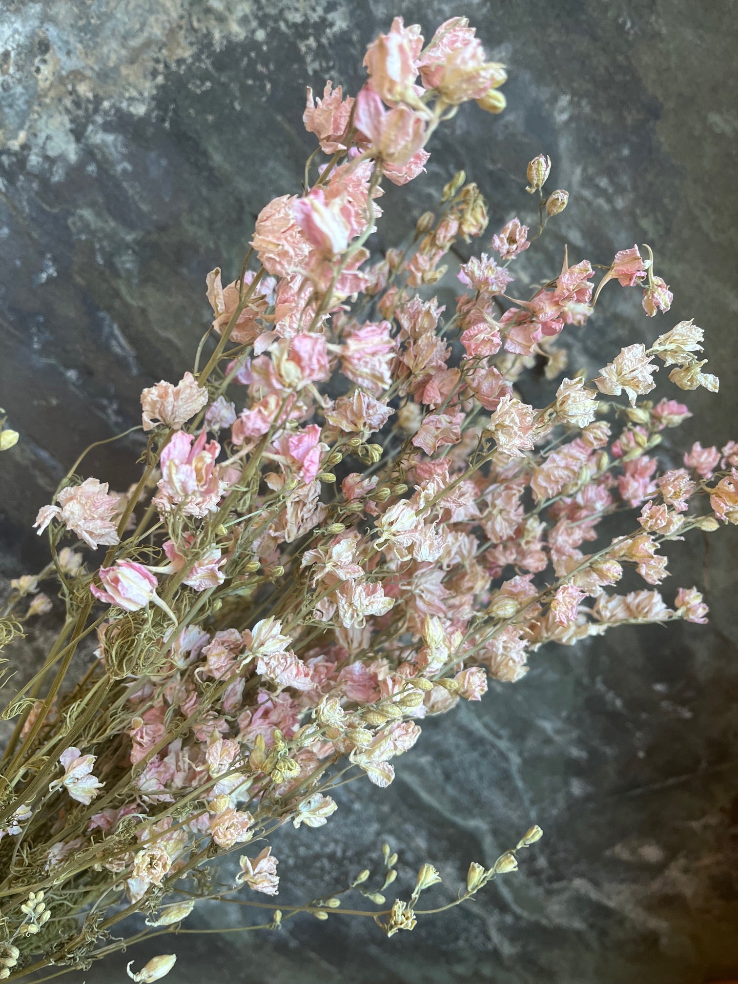 Larkspur- DRIED