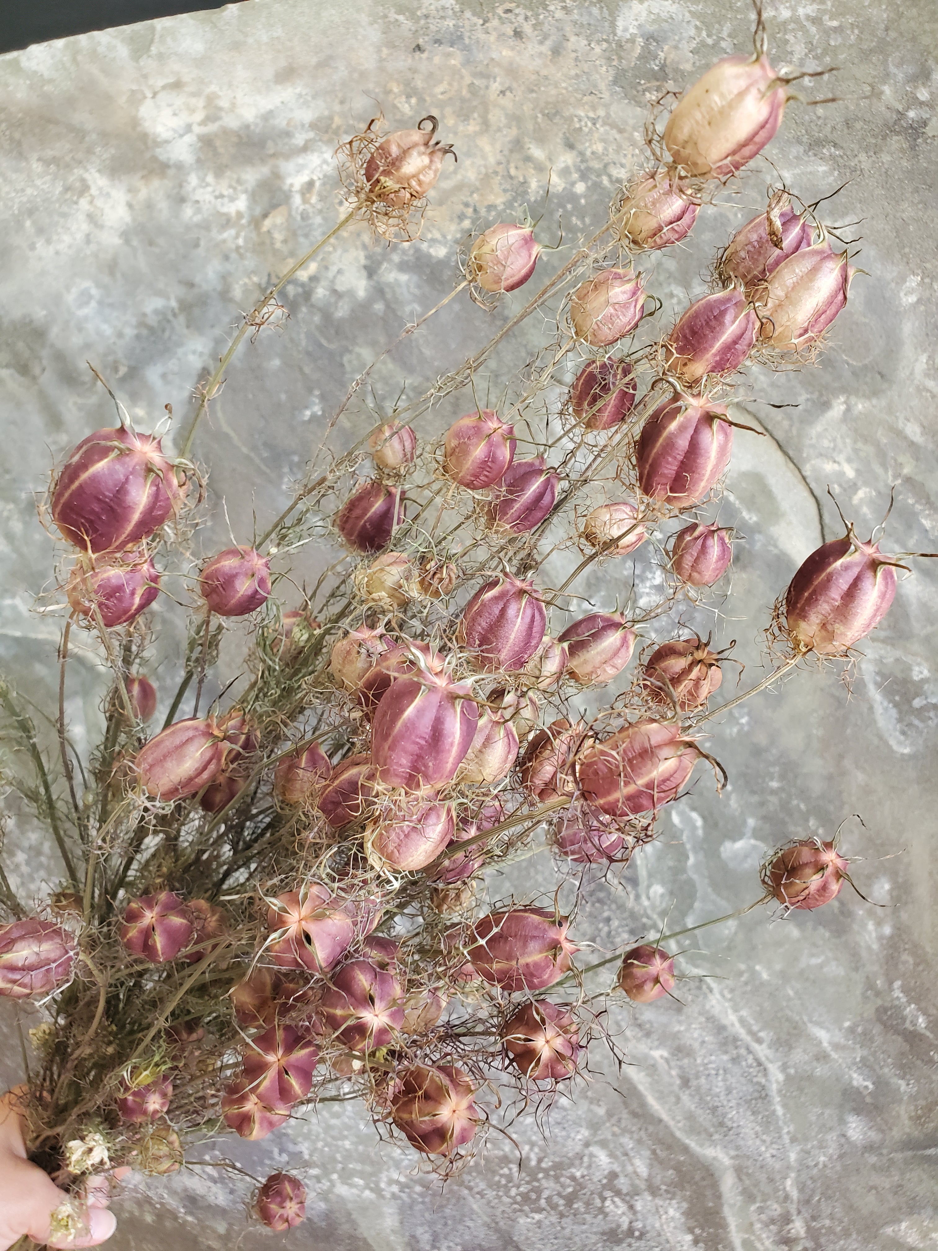 Nigella Pods - DRIED