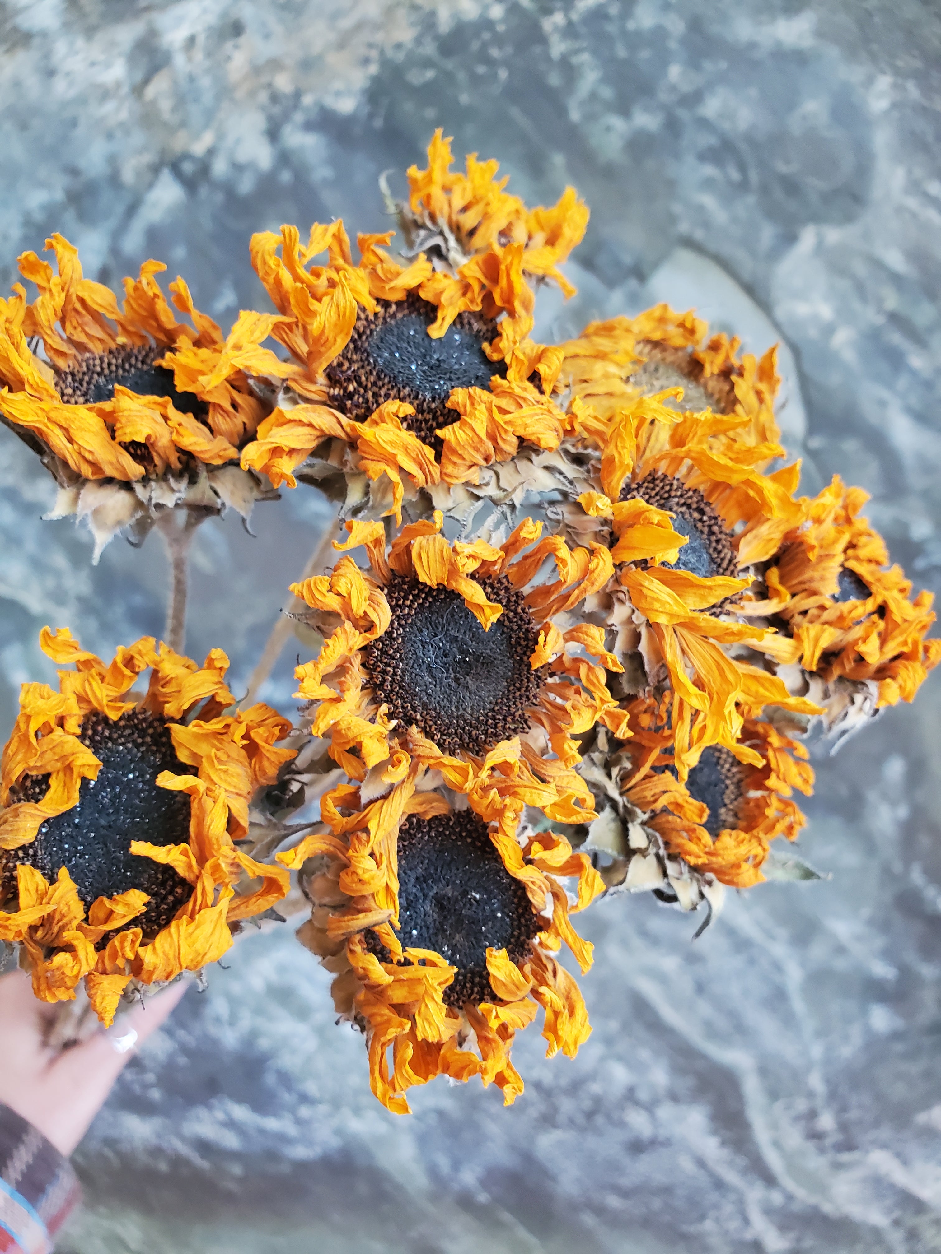 Sunflowers- DRIED