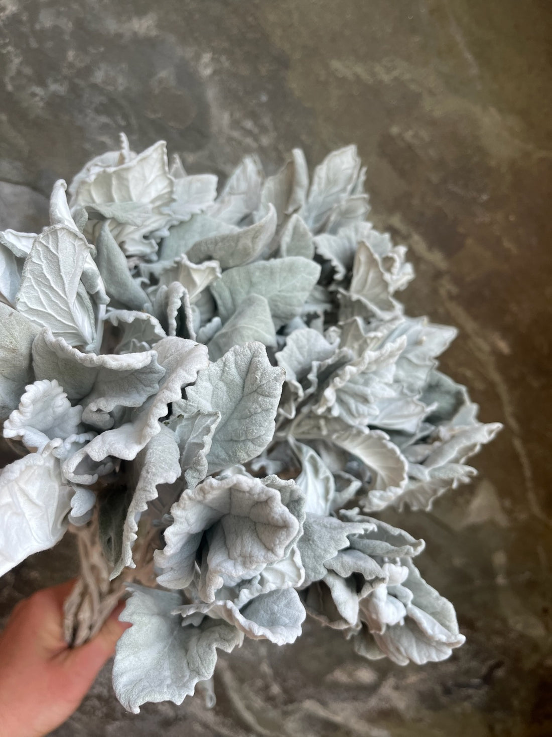 Dusty Miller- DRIED