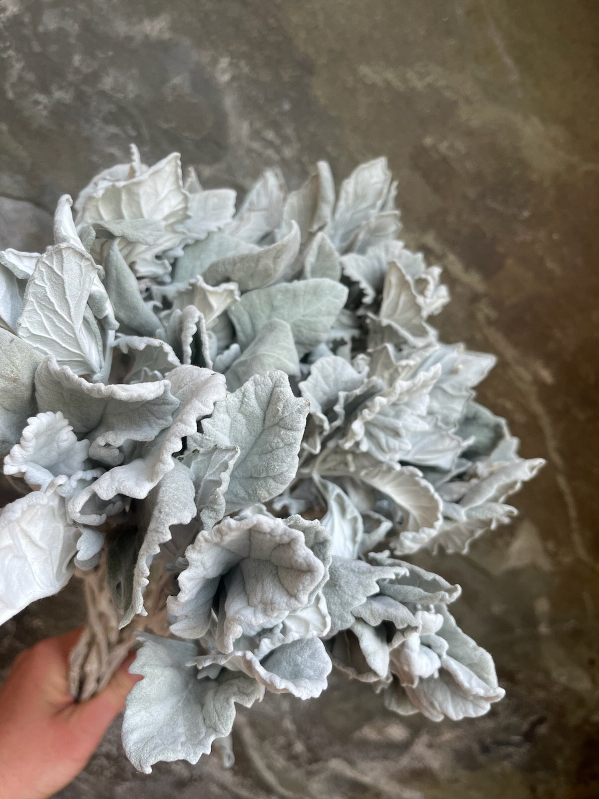 Dusty Miller- DRIED