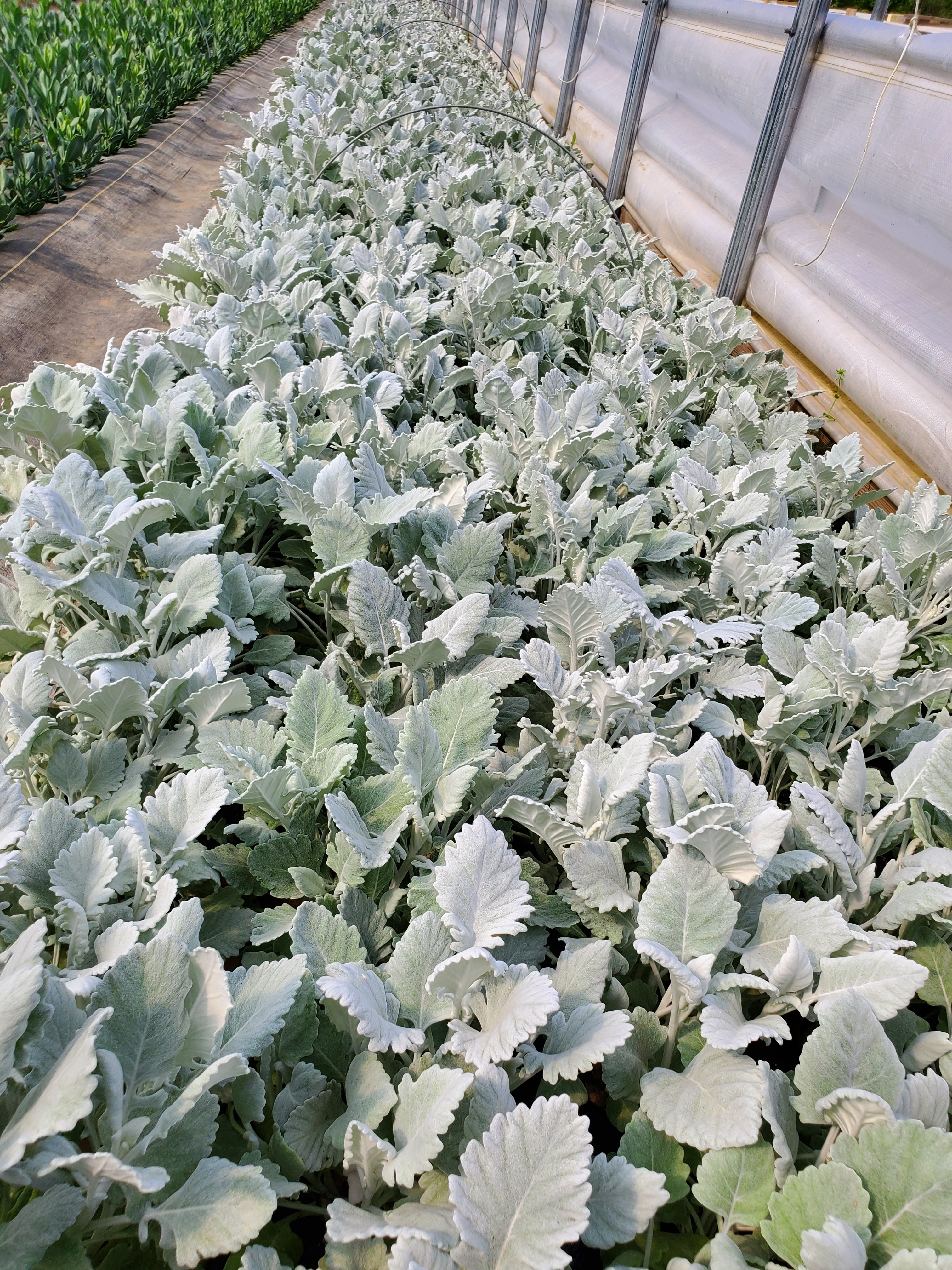 Dusty Miller