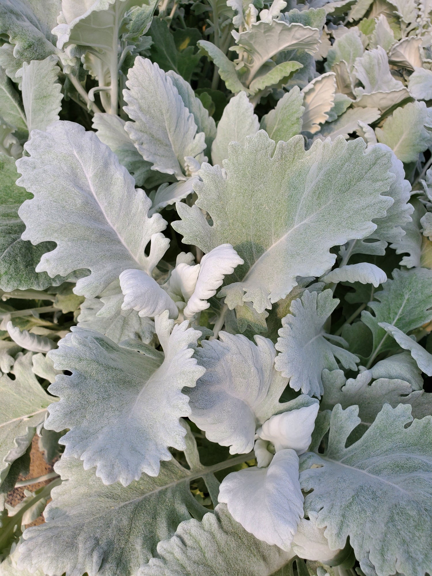 Dusty Miller