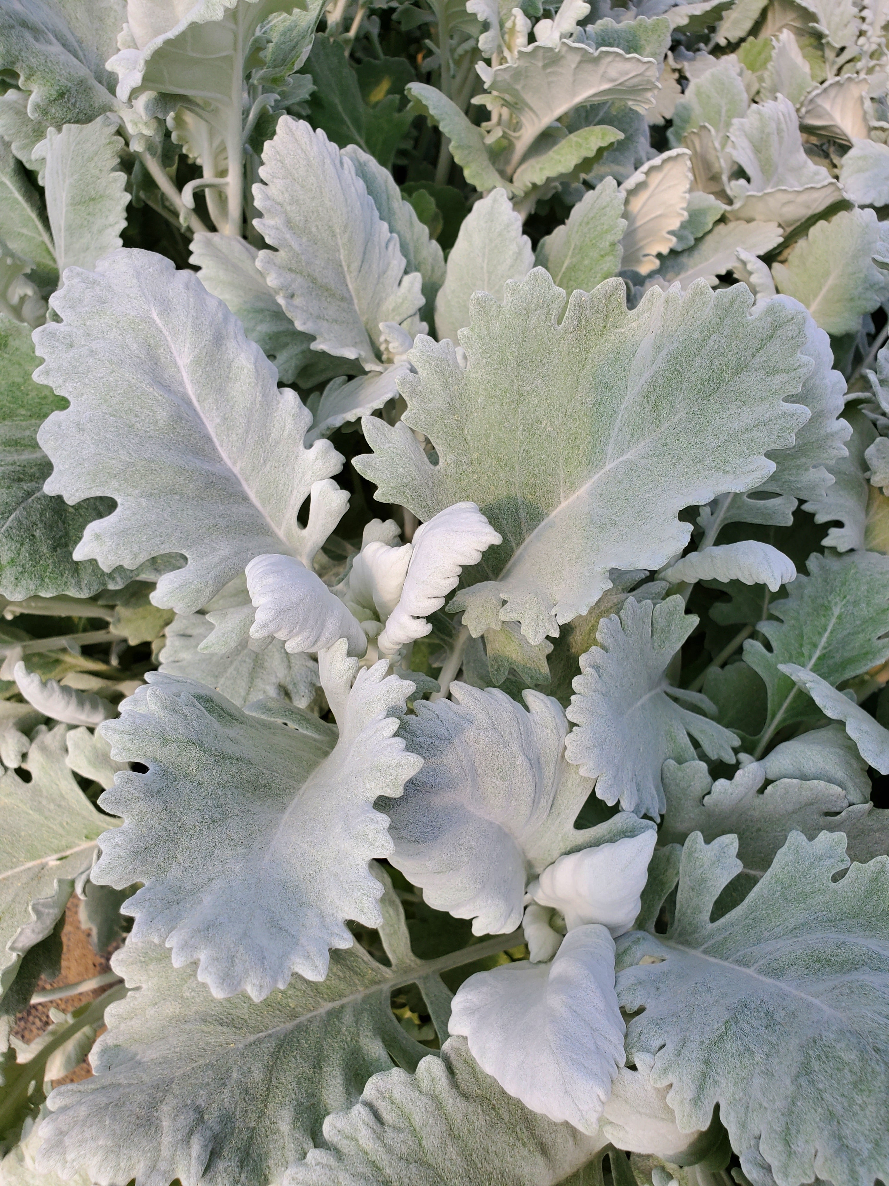 Dusty Miller