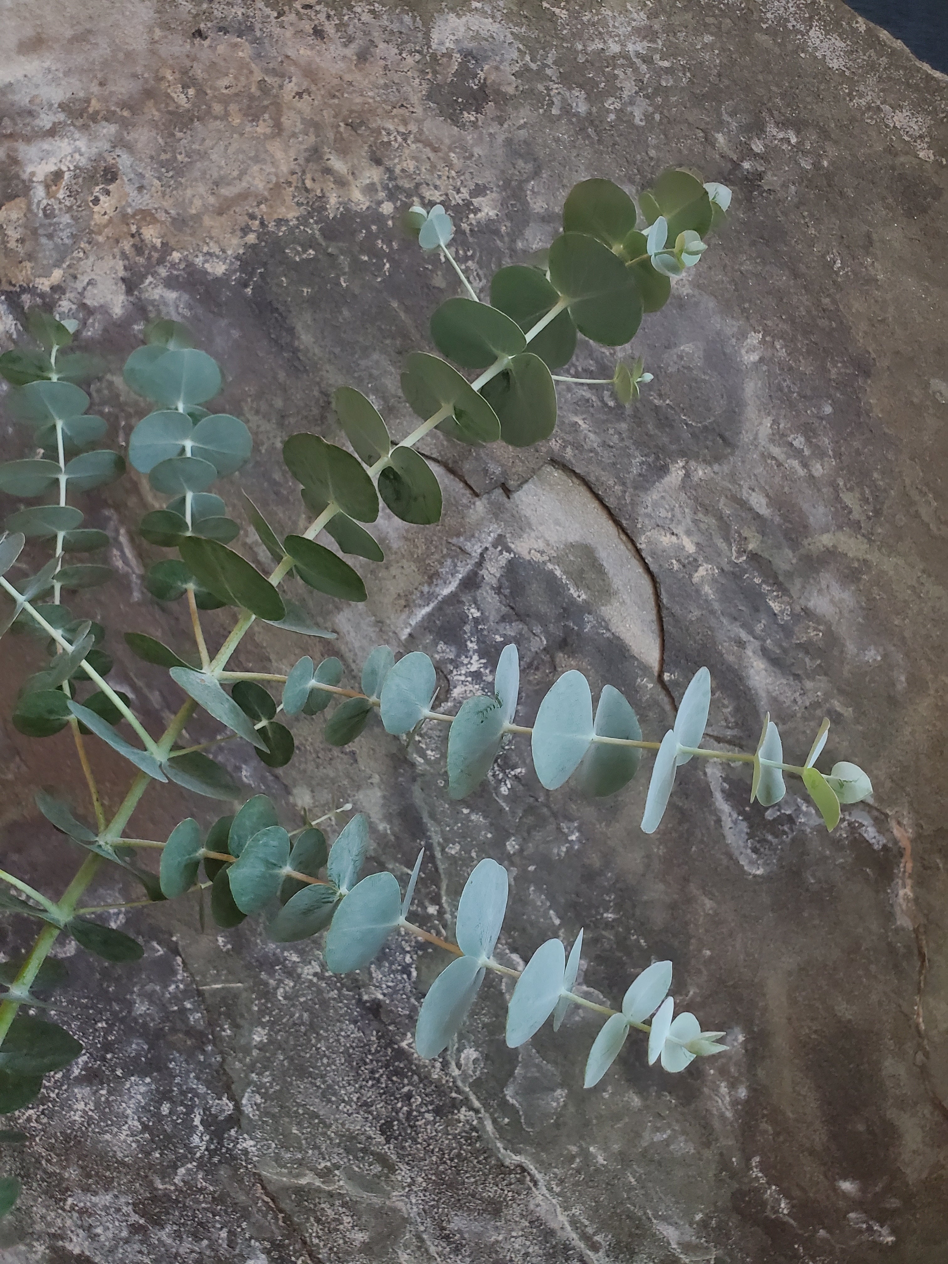 Eucalyptus