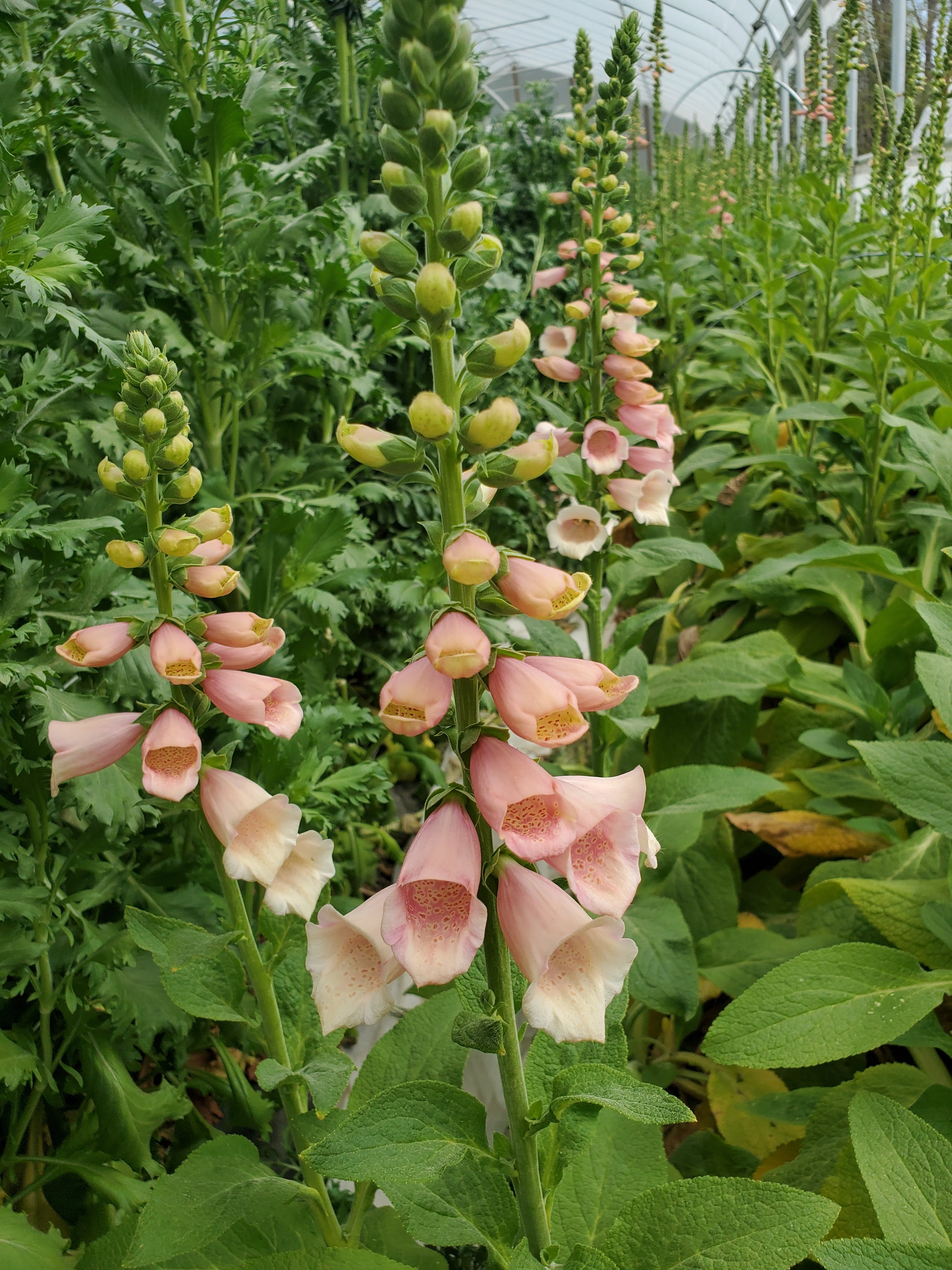 Foxglove