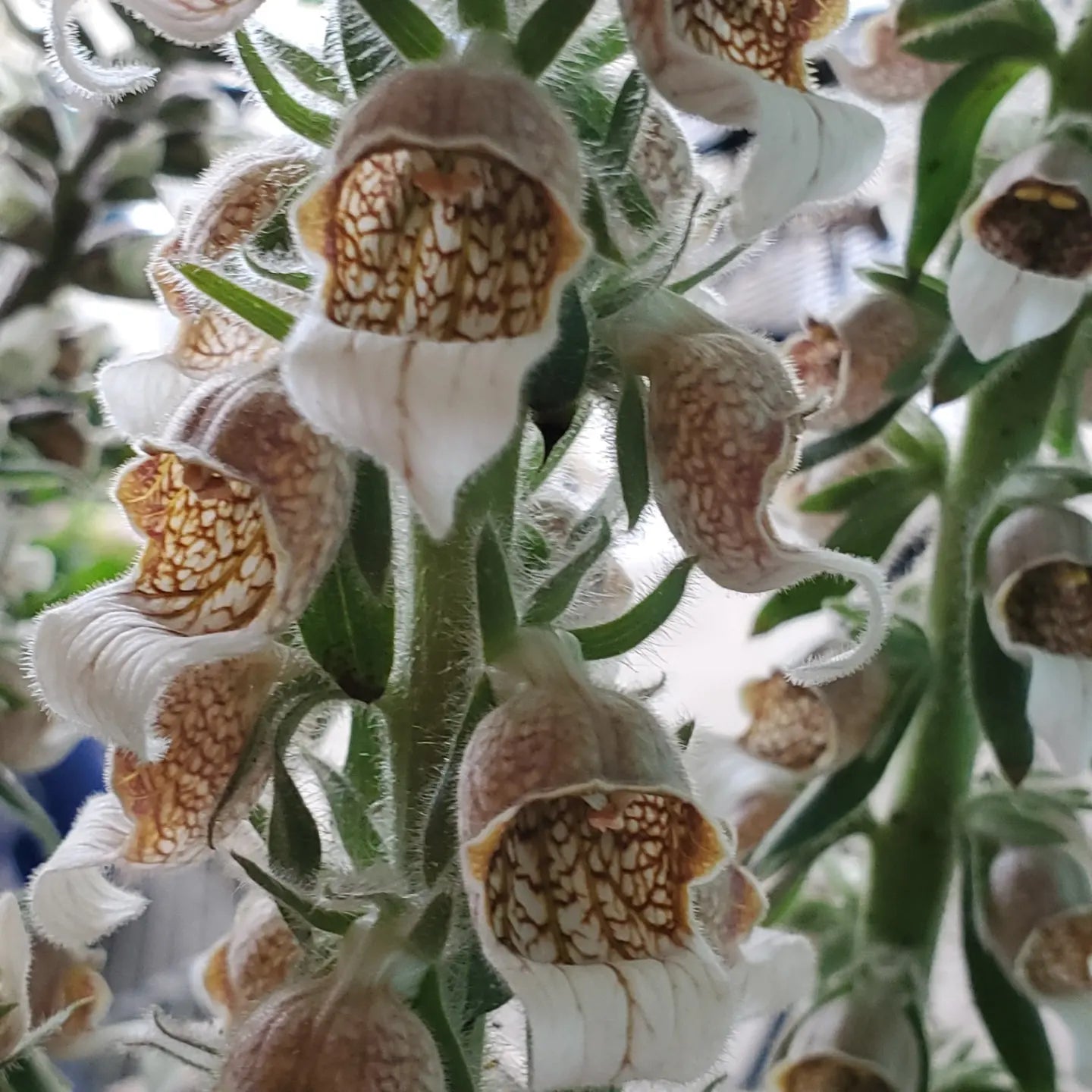 Foxglove