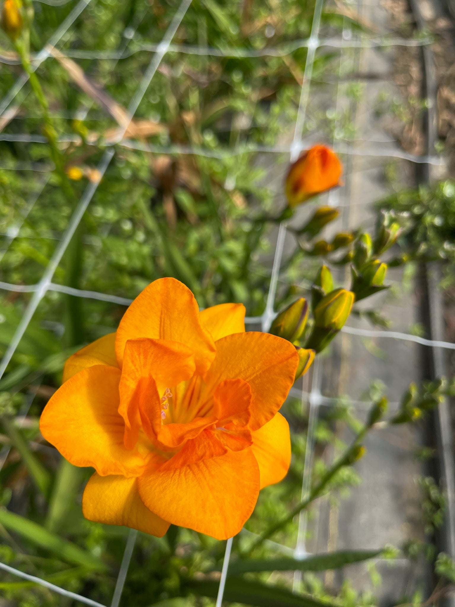 Freesia