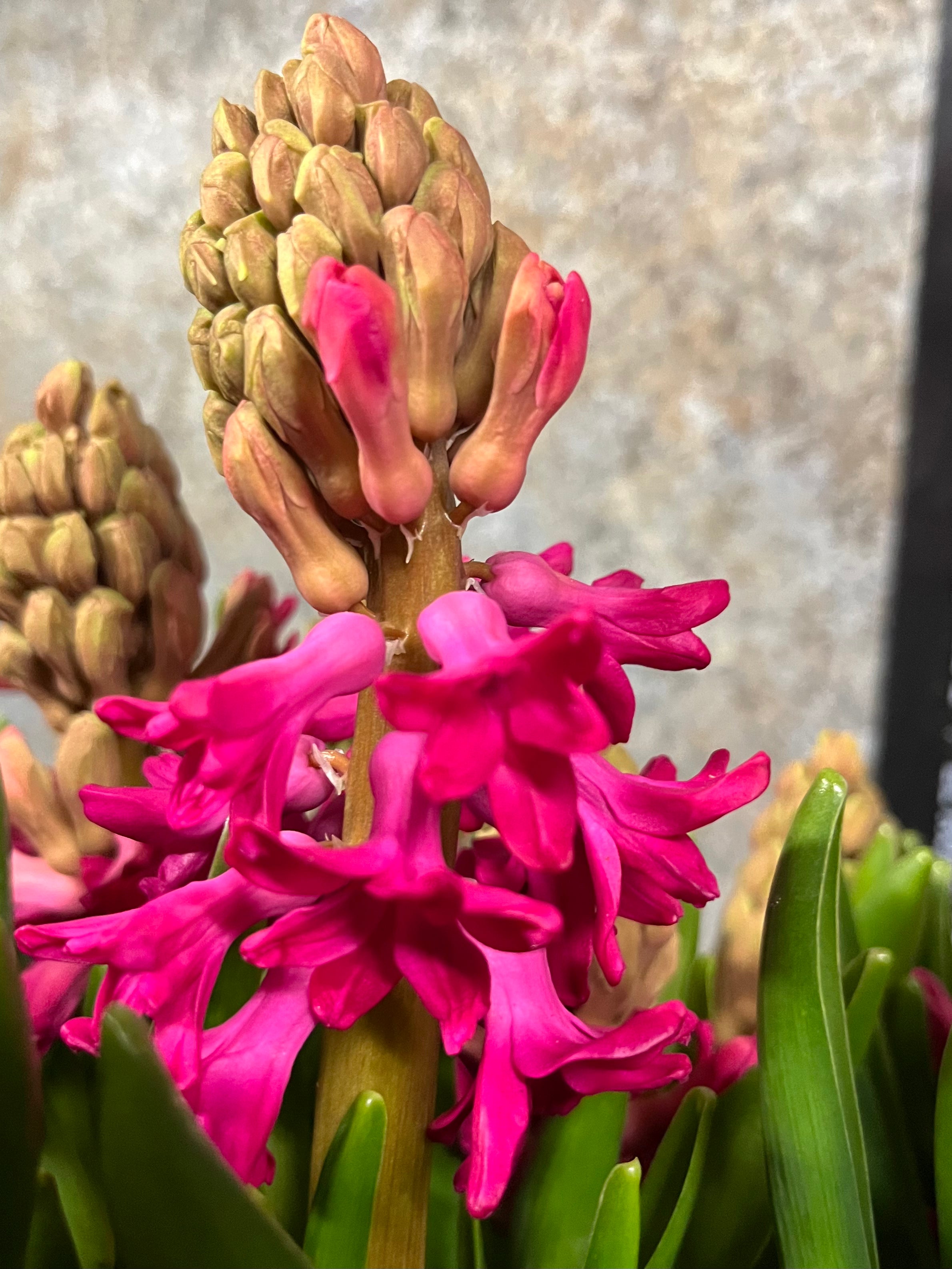 Hyacinth