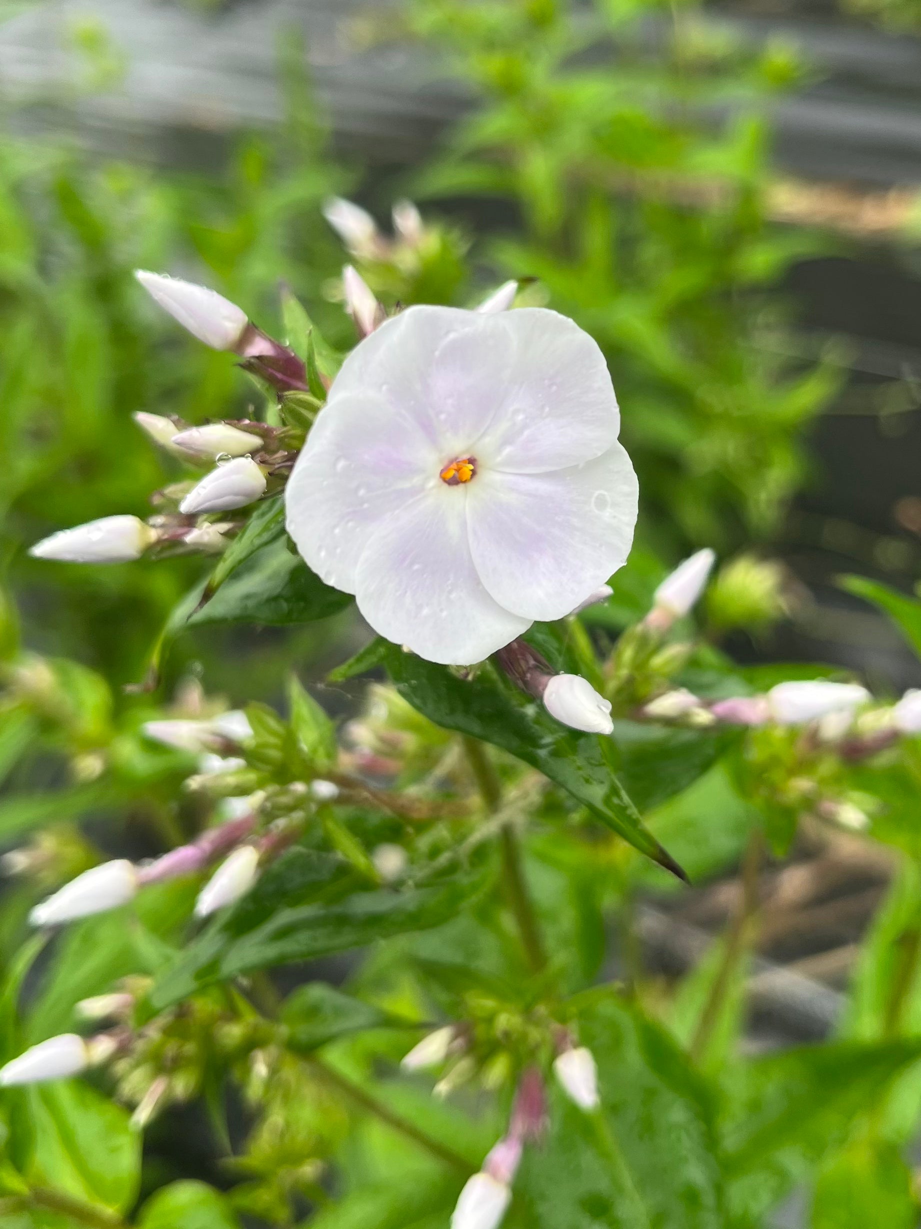 Phlox- Perennial