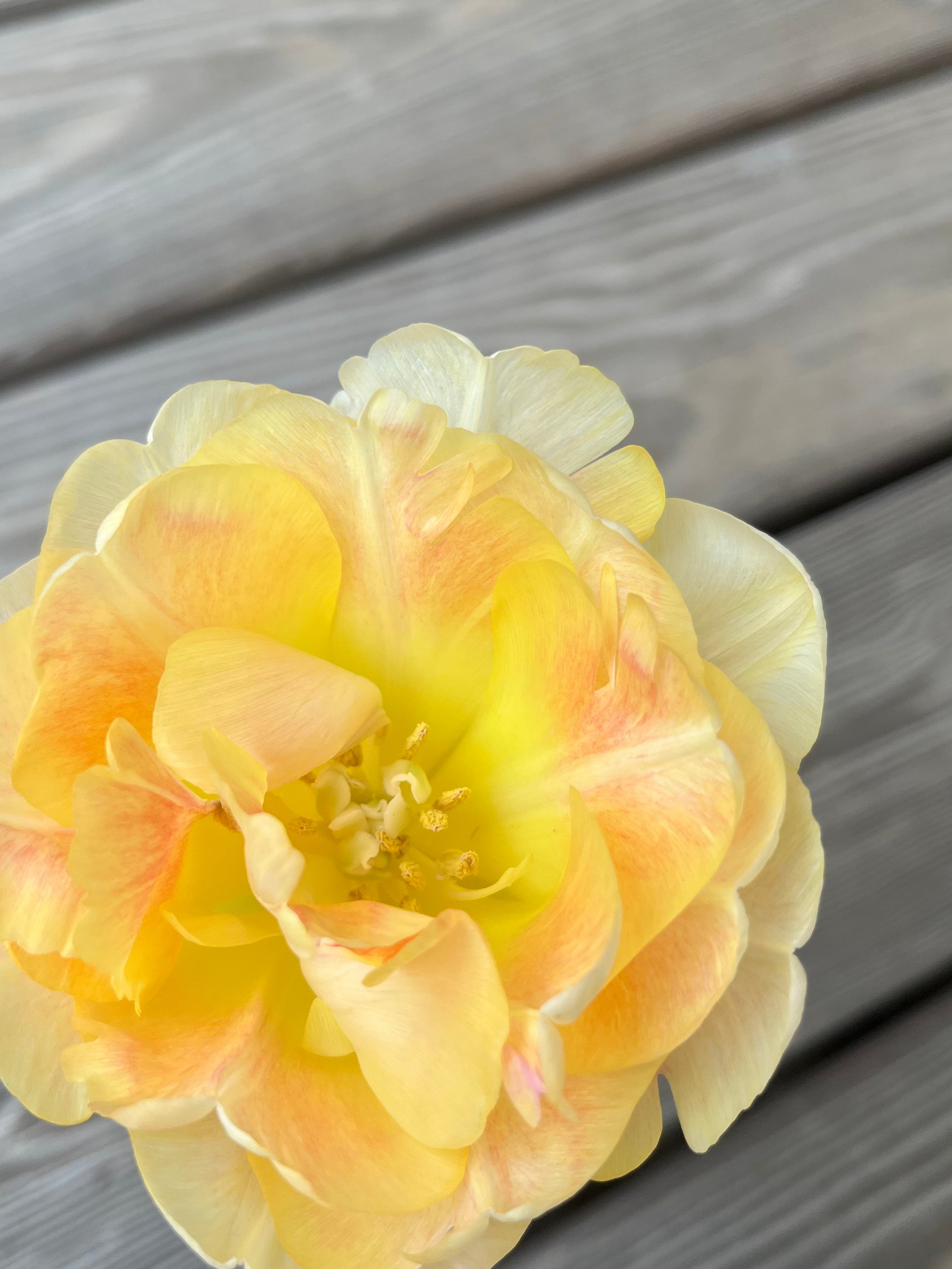 Tulip