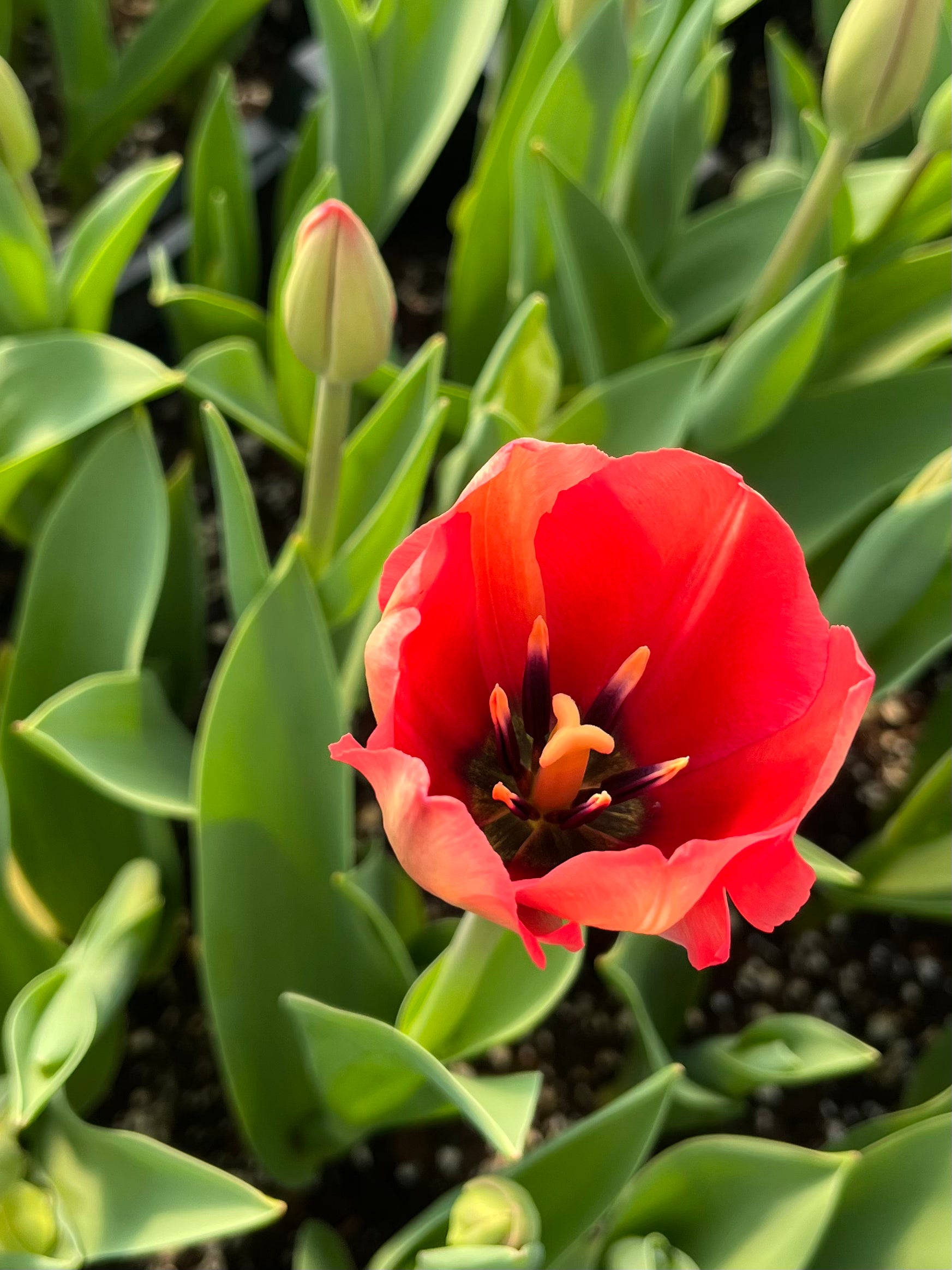 Tulip