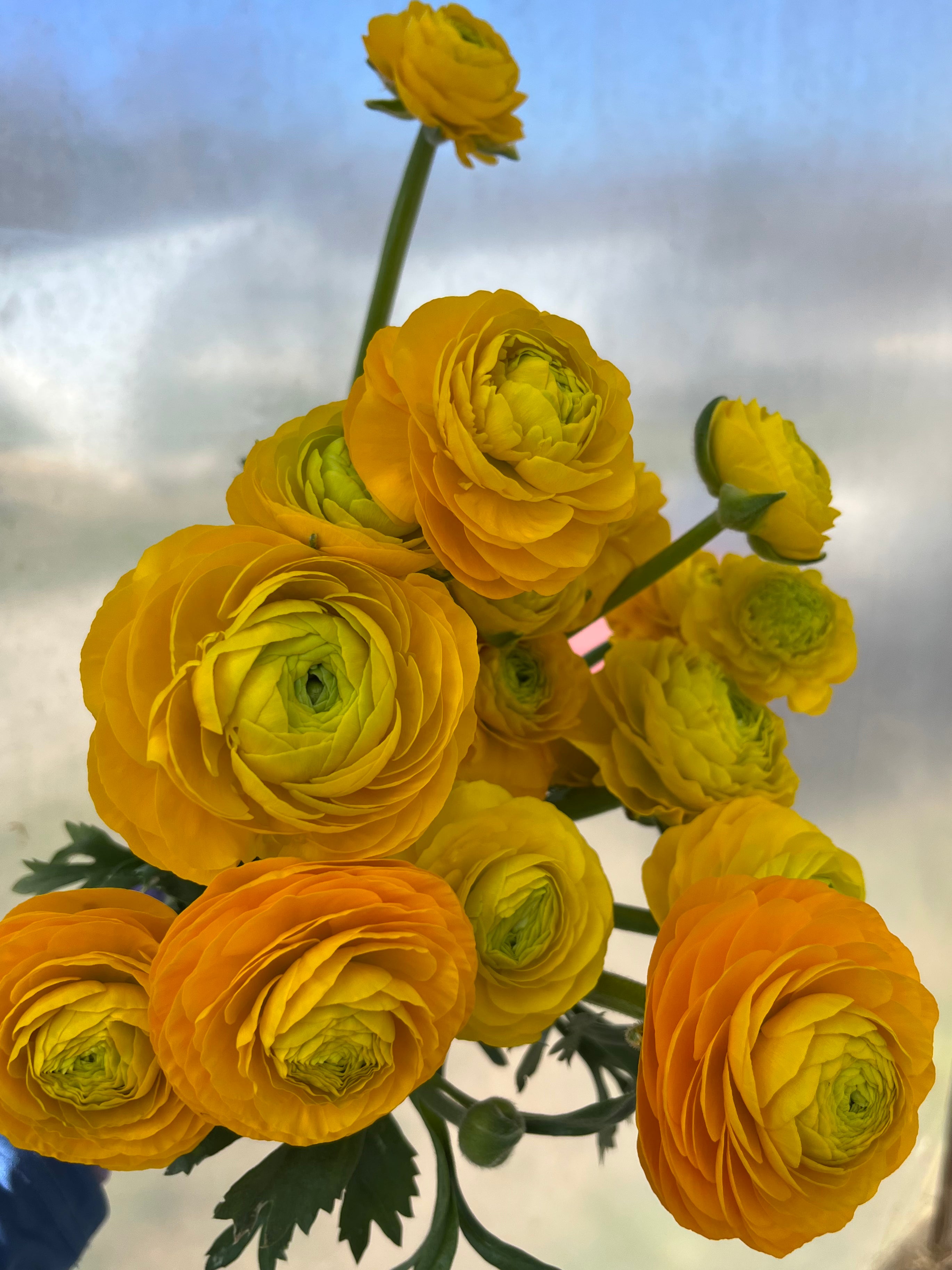 Ranunculus