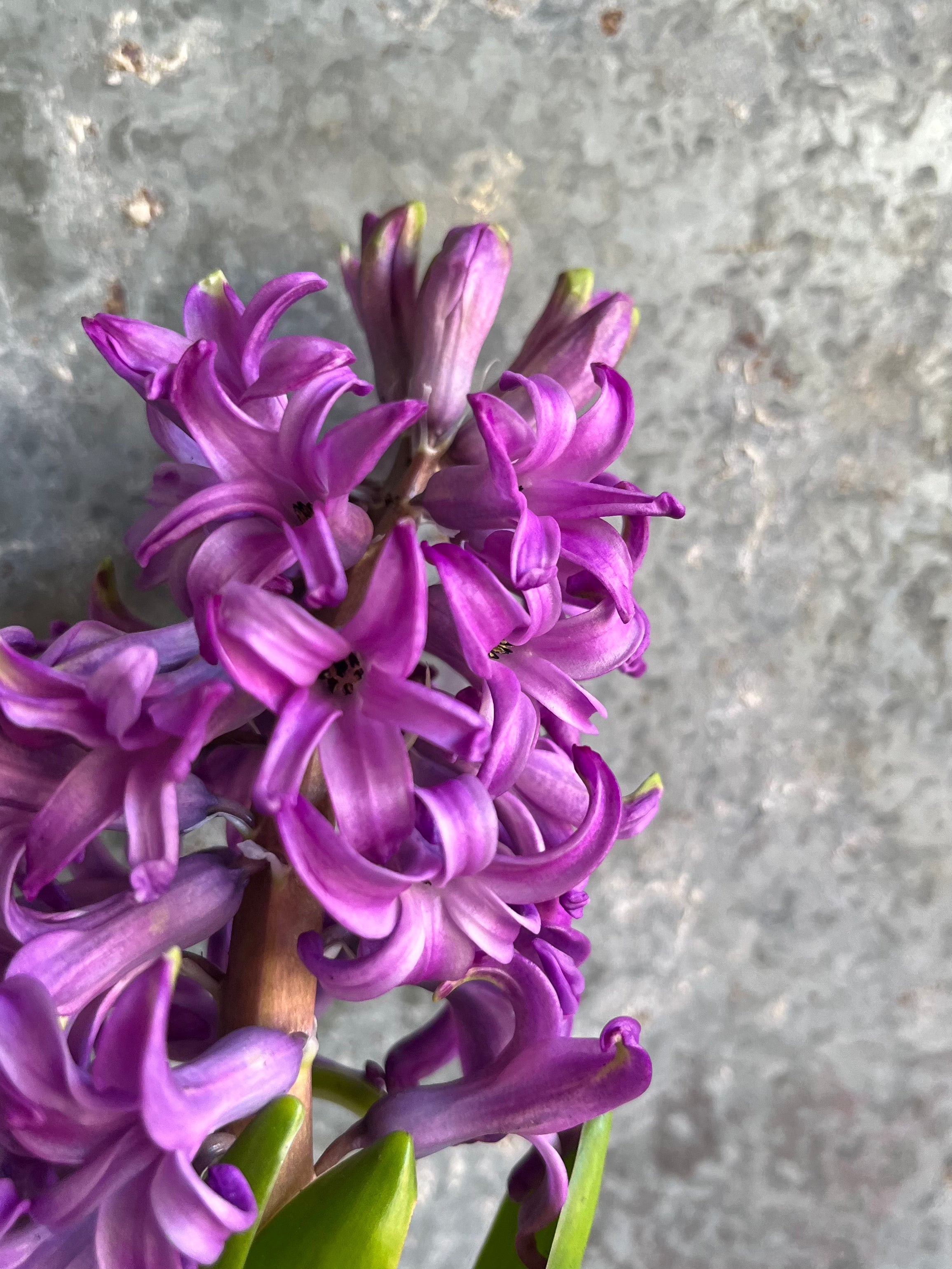 Hyacinth