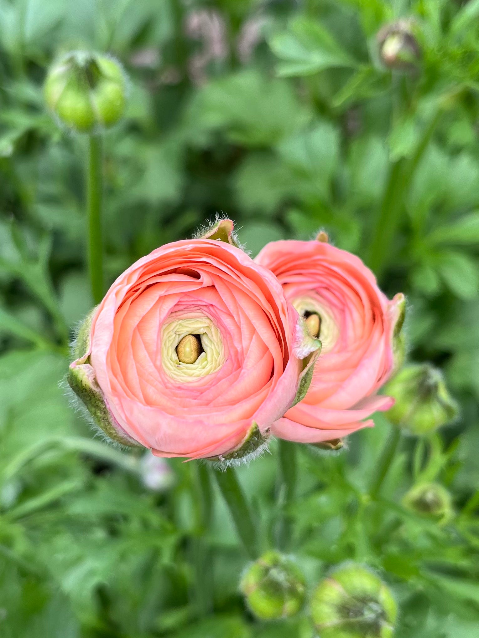 Ranunculus