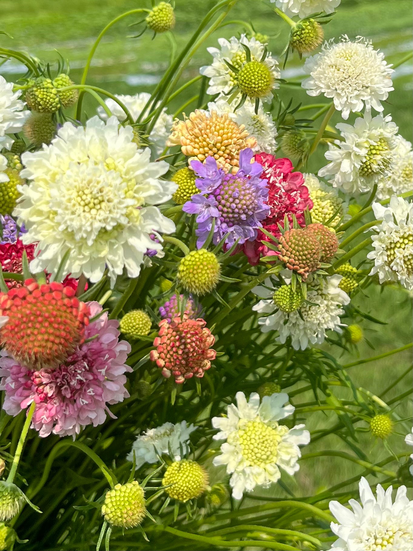 Scabiosa
